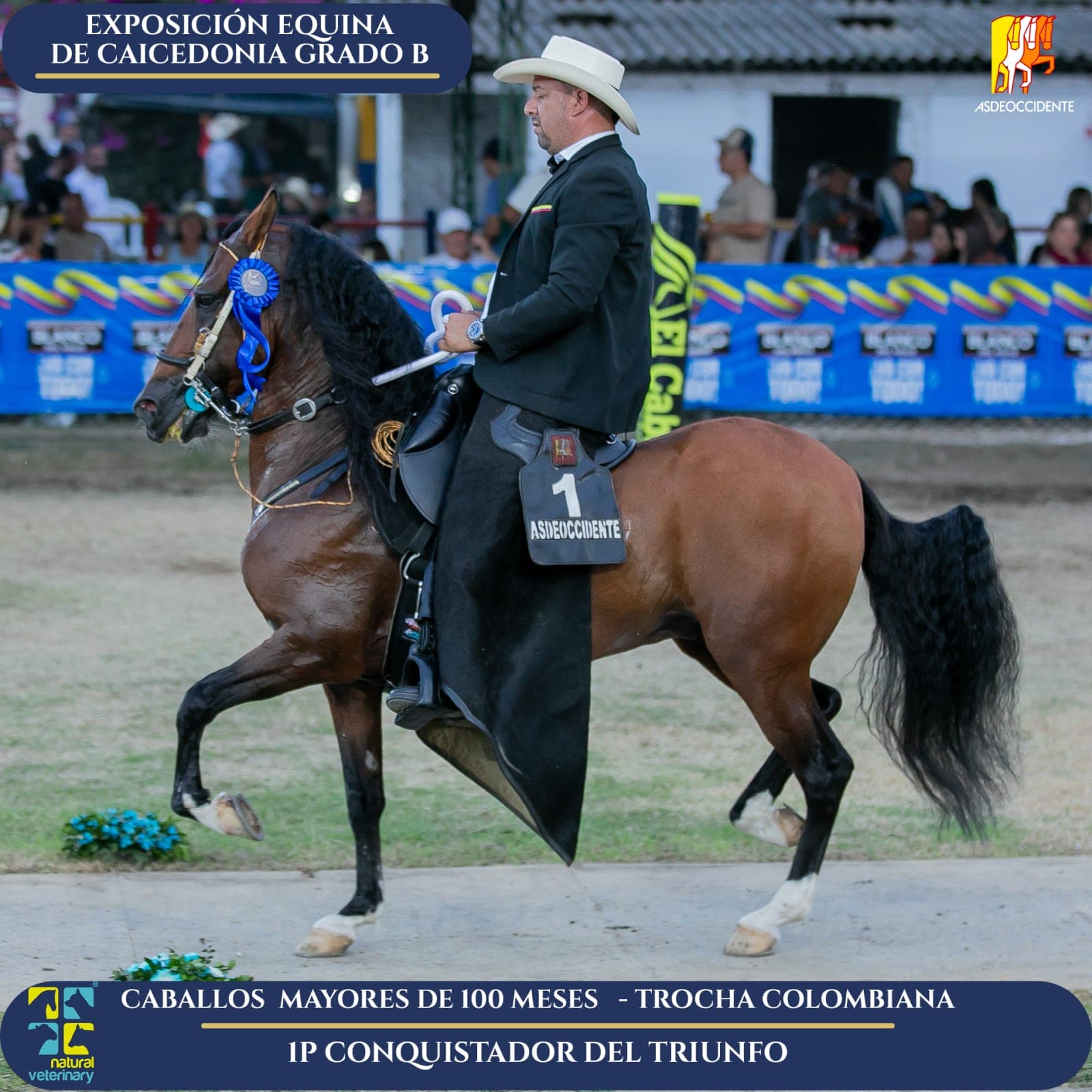 Foto de Conquistador del Triunfo, Semental, Criollo Colombiano, Trocha Pura Colombiana (P3)