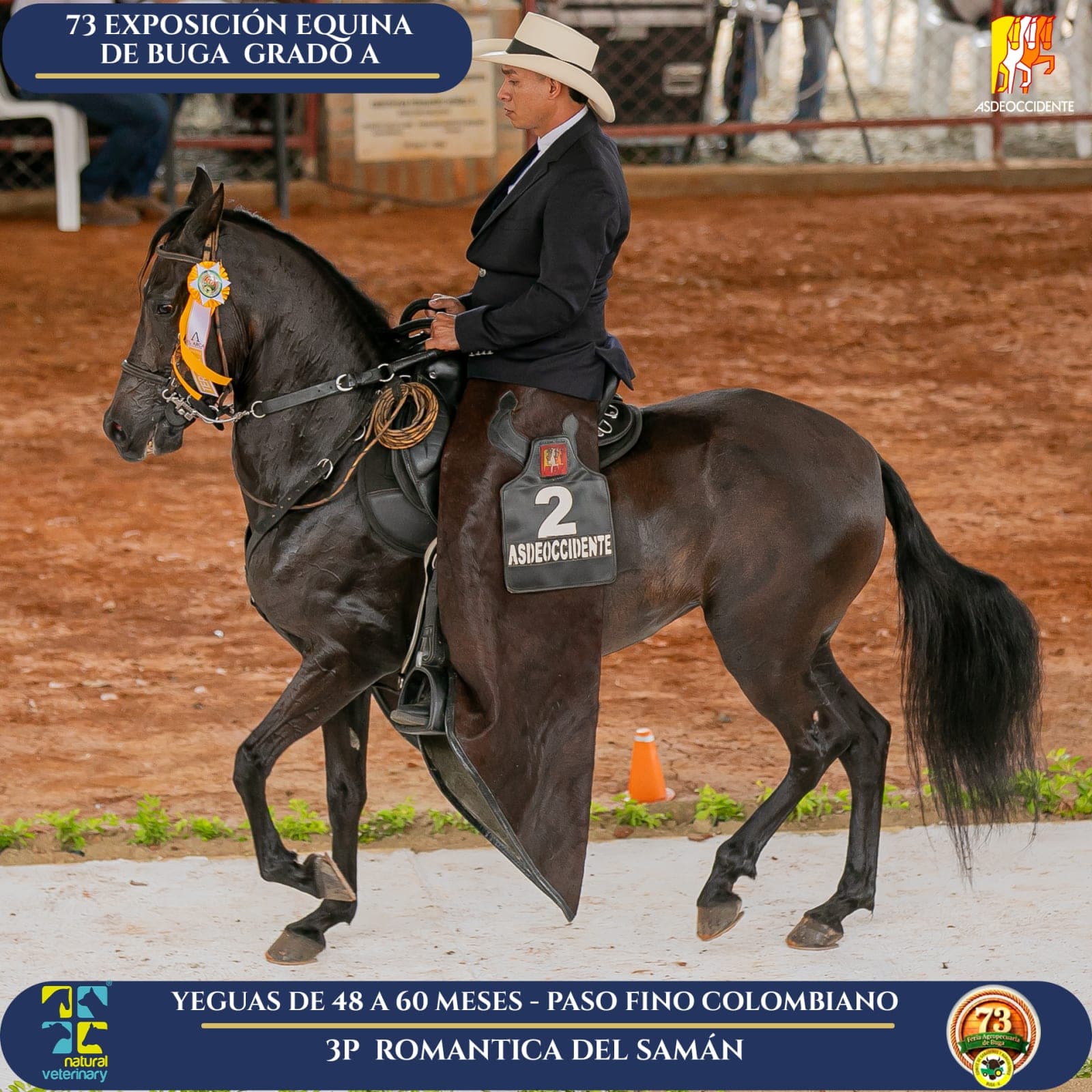 Foto de Trinidad del Samán, Yegua, Criollo Colombiano, Paso Fino Colombiano (P4)