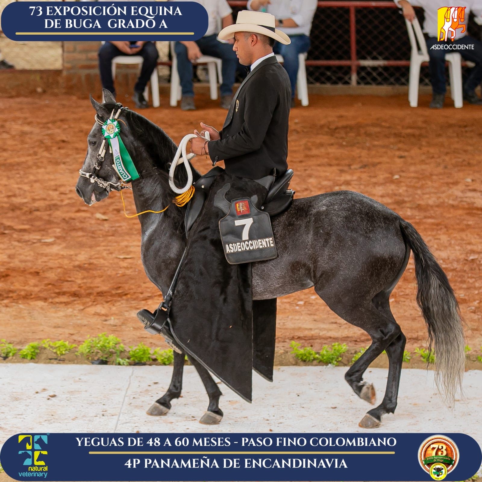 Foto de Panameña de Escandinavia, Yegua, Criollo Colombiano, Paso Fino Colombiano (P4)