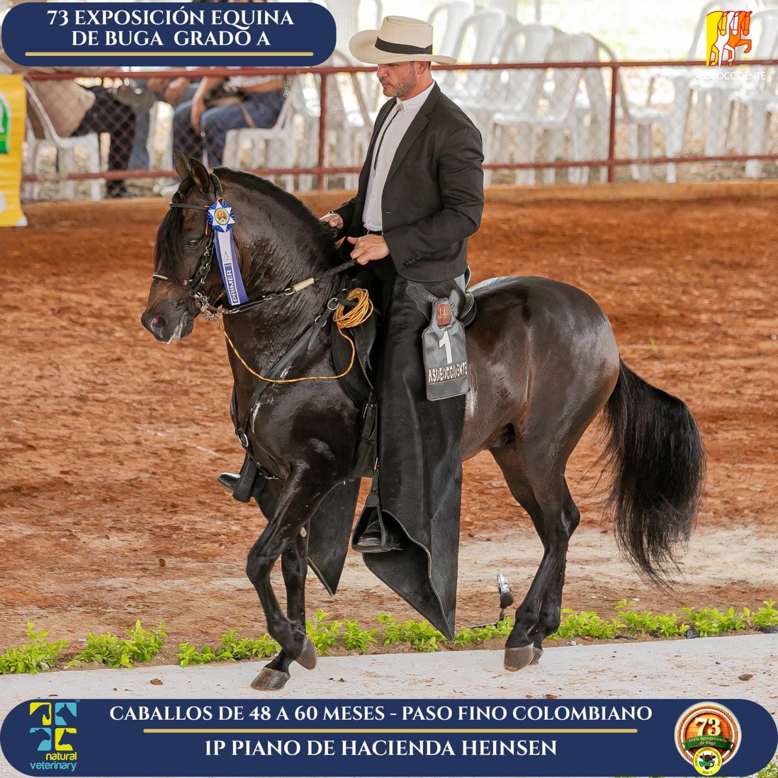 Foto de Piano de Hacienda Heinsen, Semental, Criollo Colombiano, Paso Fino Colombiano (P4)