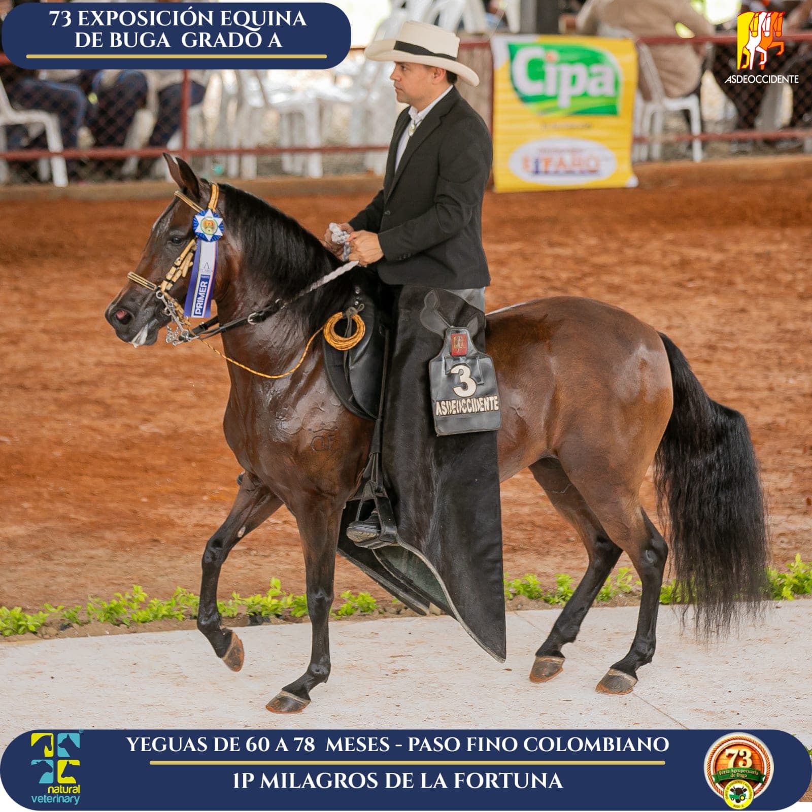 Foto de Milagros de la Fortuna, Yegua, Criollo Colombiano, Paso Fino Colombiano (P4)