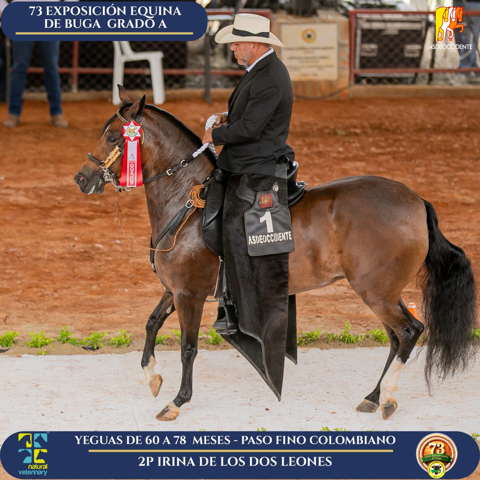 Foto de Irina de los Dos Leones, Yegua, Criollo Colombiano, Paso Fino Colombiano (P4)