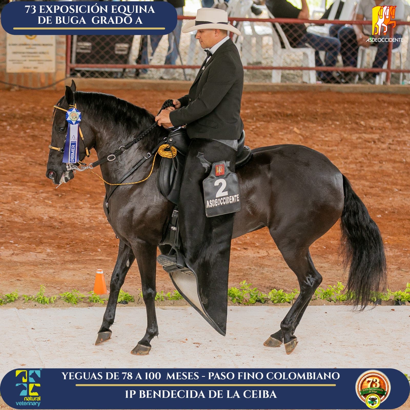 Foto de Bendecida de la Ceiba, Yegua, Criollo Colombiano, Paso Fino Colombiano (P4)
