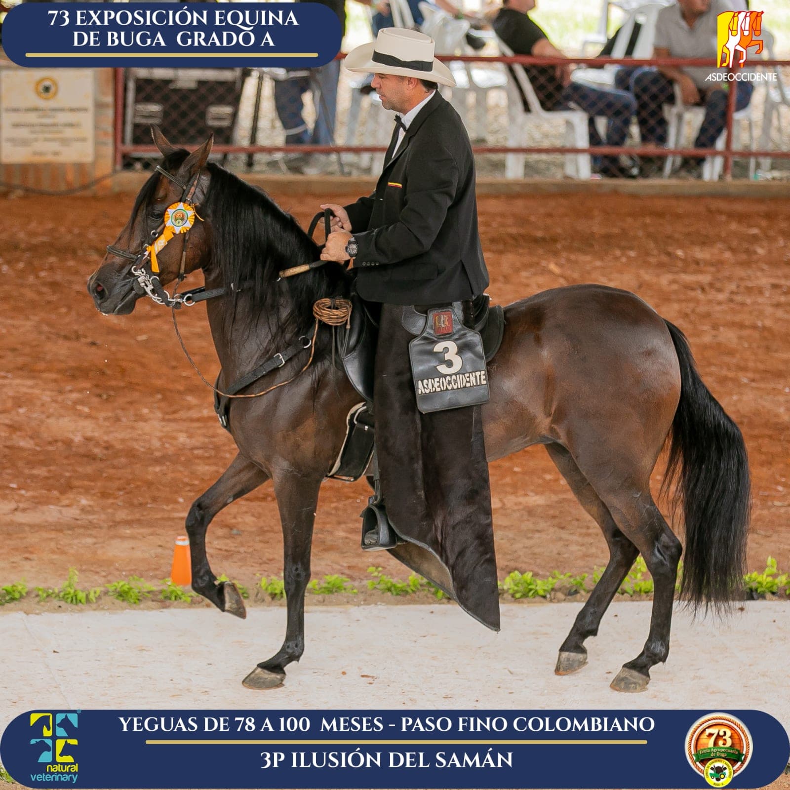 Foto de Ilusión del Samán, Yegua, Criollo Colombiano, Paso Fino Colombiano (P4)