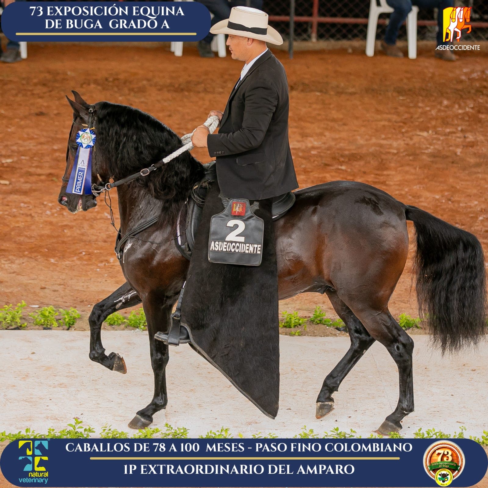 Foto de Extraordinario del Amparo, Semental, Criollo Colombiano, Paso Fino Colombiano (P4)