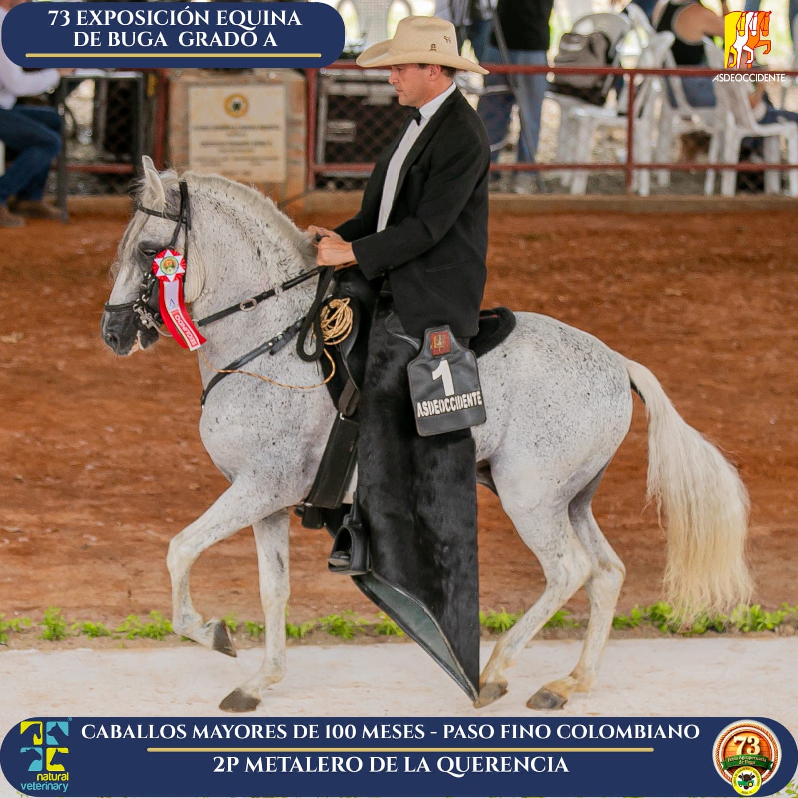Foto de Metalero de la Querencia, Semental, Criollo Colombiano, Paso Fino Colombiano (P4)