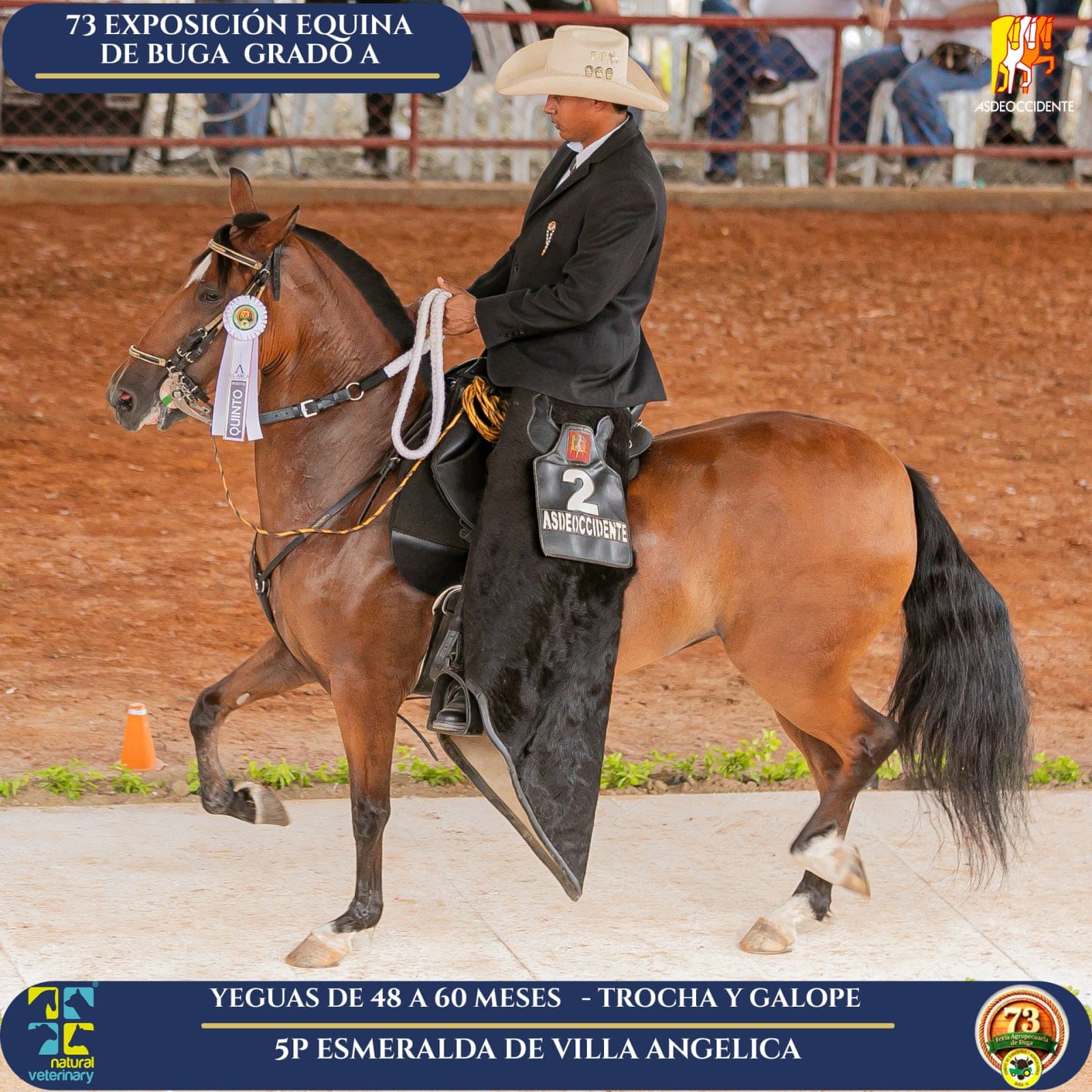 Foto de Esmeralda de Villa Angelica, Yegua, Criollo Colombiano, Trocha y Galope (P2)