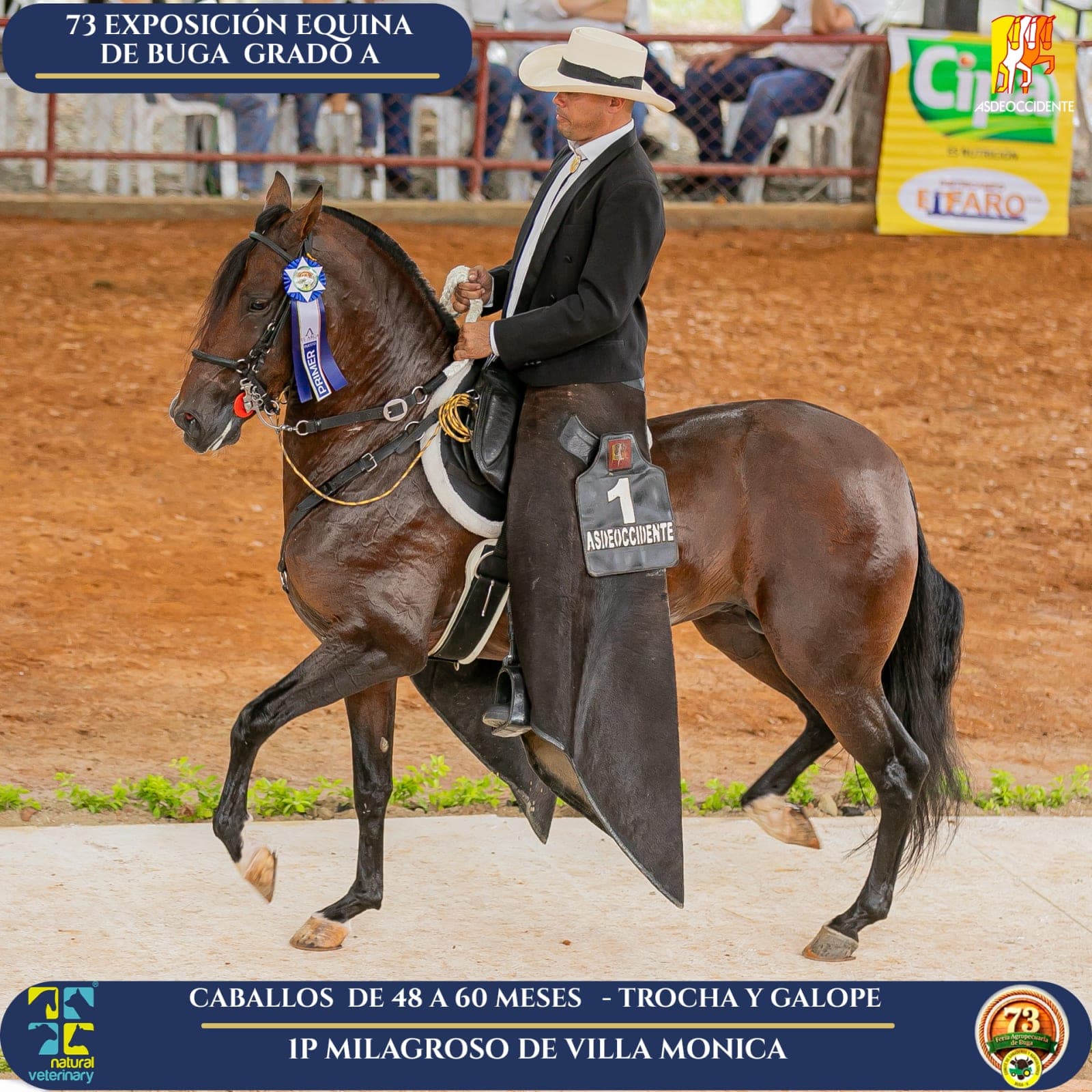 Foto de Milagroso de Villa Monica, Semental, Criollo Colombiano, Trocha y Galope (P2)