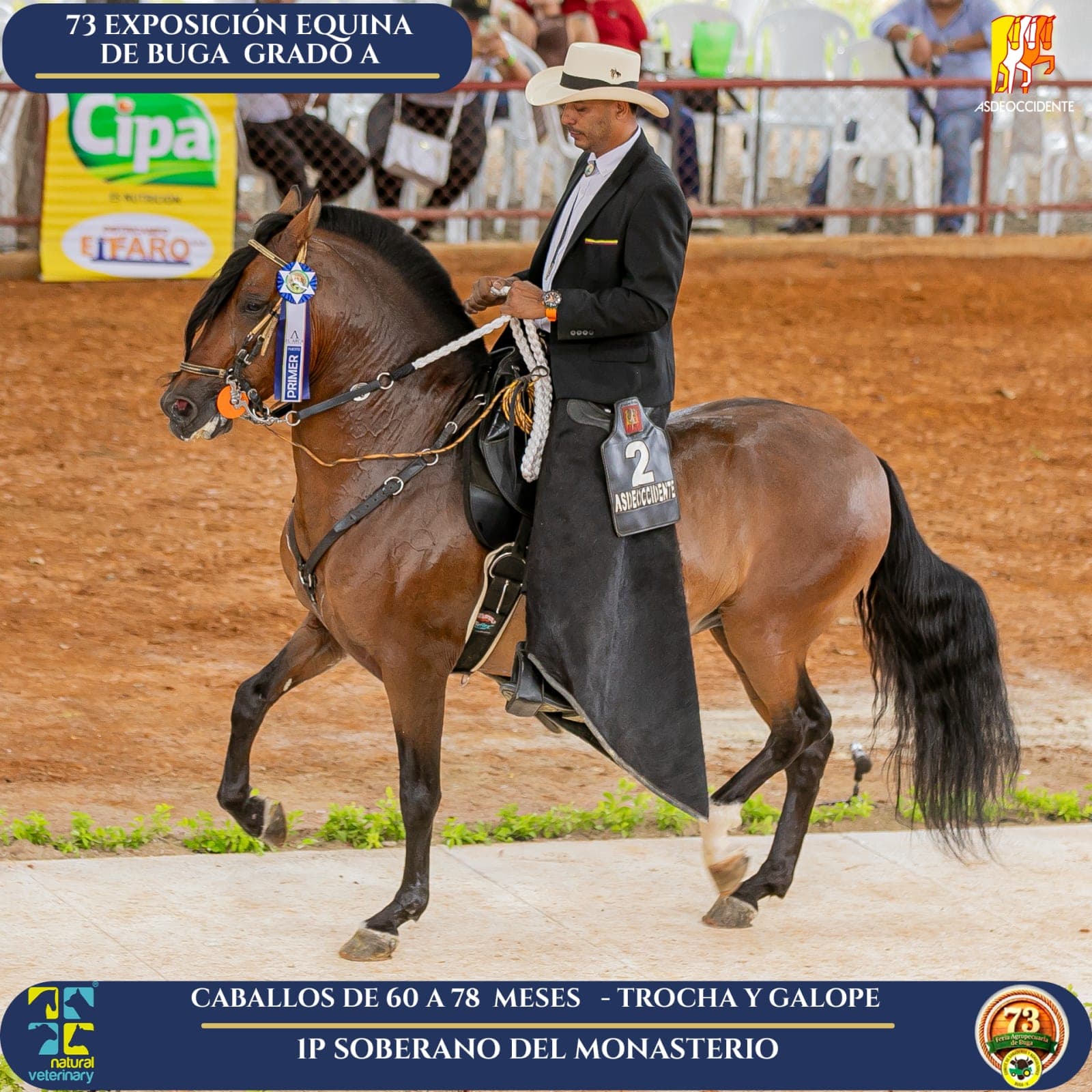 Foto de Soberano del Monasterio, Semental, Criollo Colombiano, Trocha y Galope (P2)
