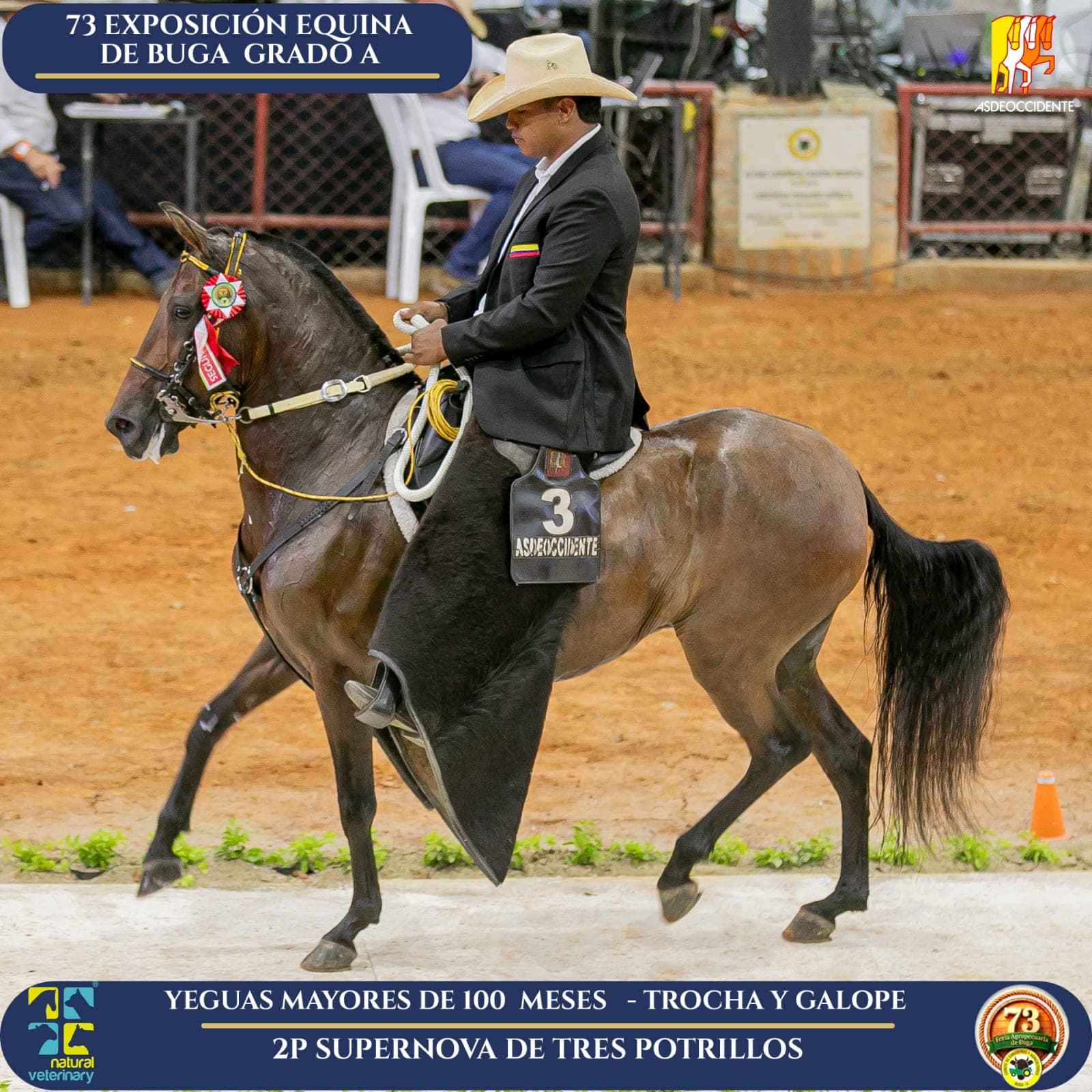 Foto de Supernova de Tres Potrillos, Yegua, Criollo Colombiano, Trocha y Galope (P2)