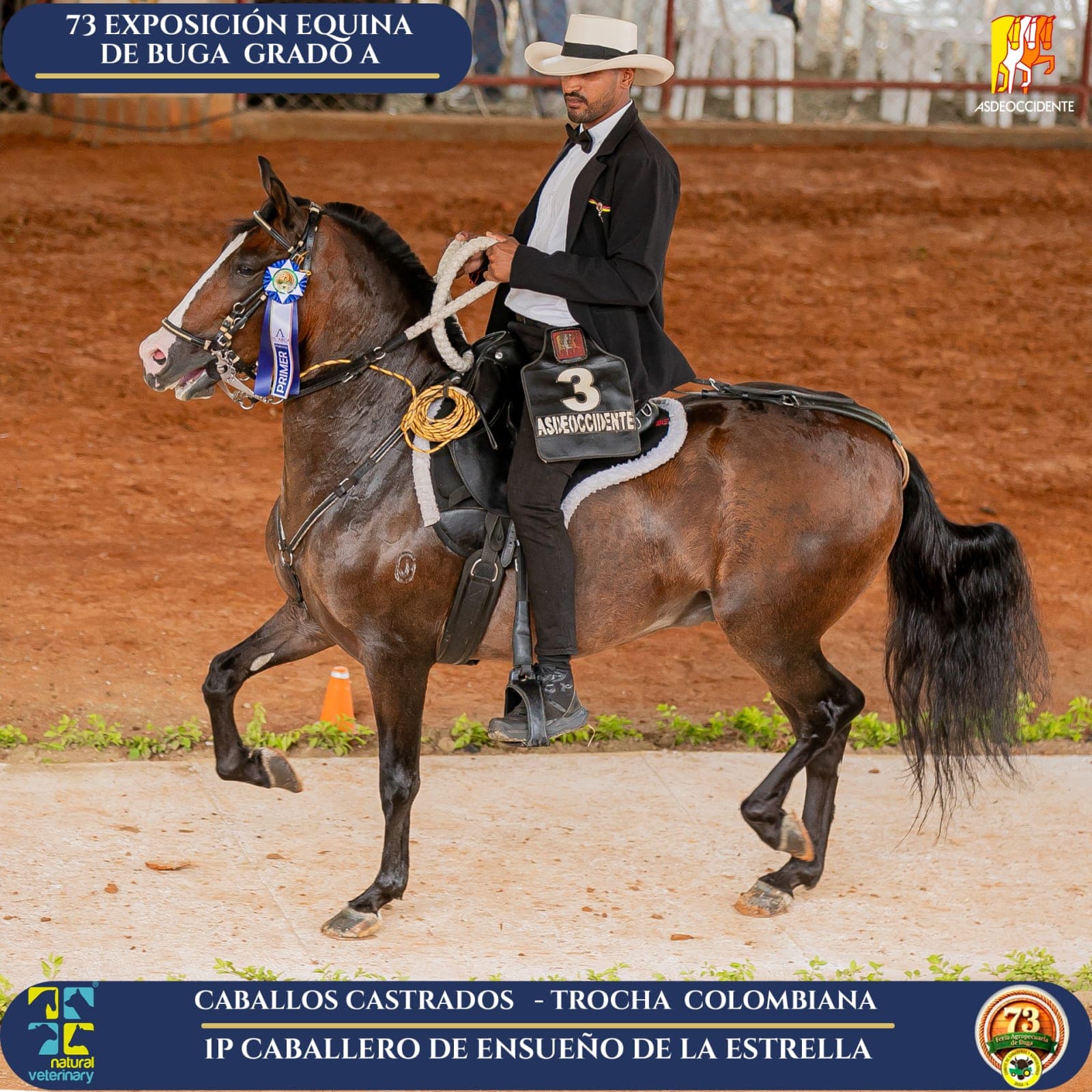 Foto de Caballero D'Ensueño de la Estrella, Castrado, Criollo Colombiano, Trocha Pura Colombiana (P3)