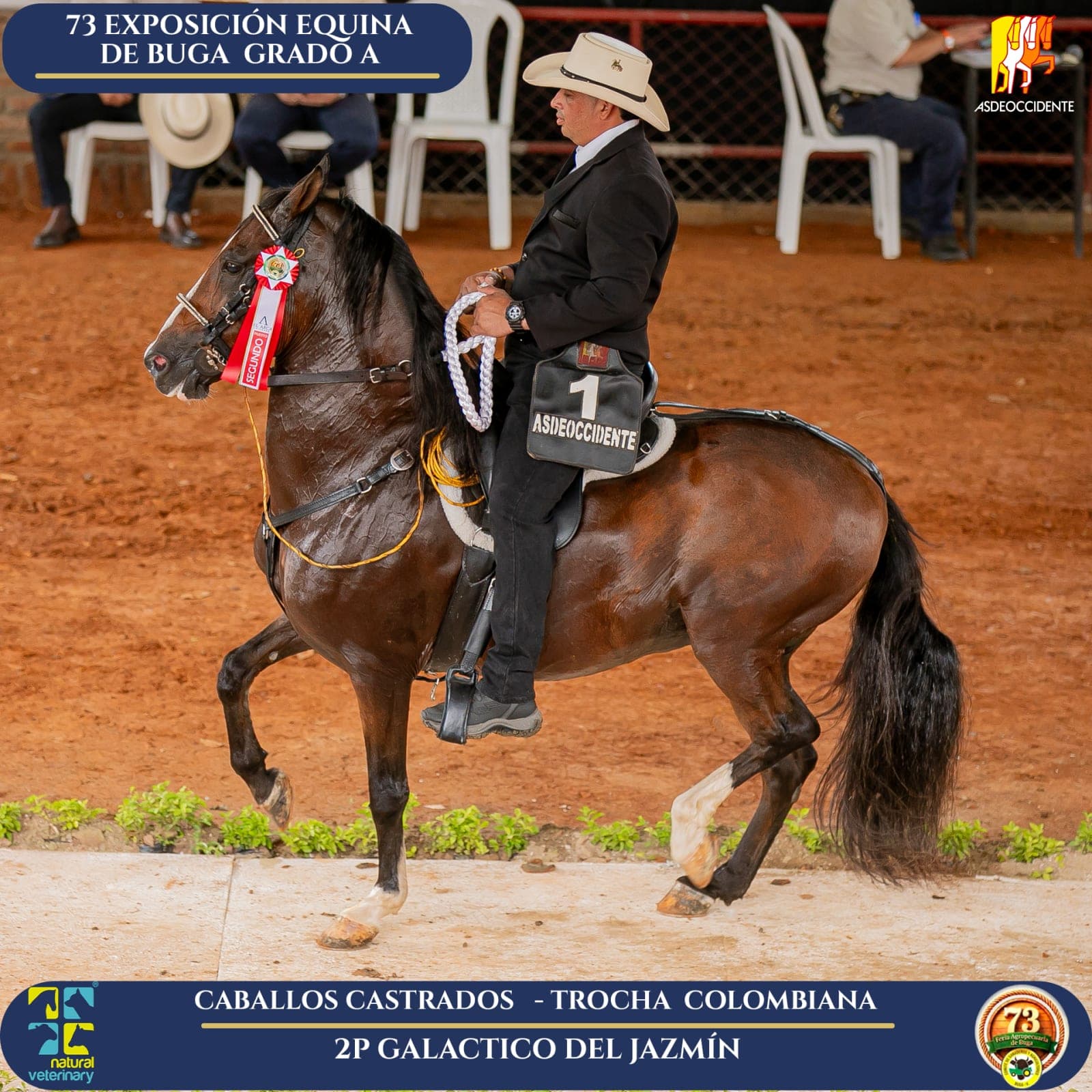 Foto de Galactico del Jazmín, Castrado, Criollo Colombiano, Trocha Pura Colombiana (P3)