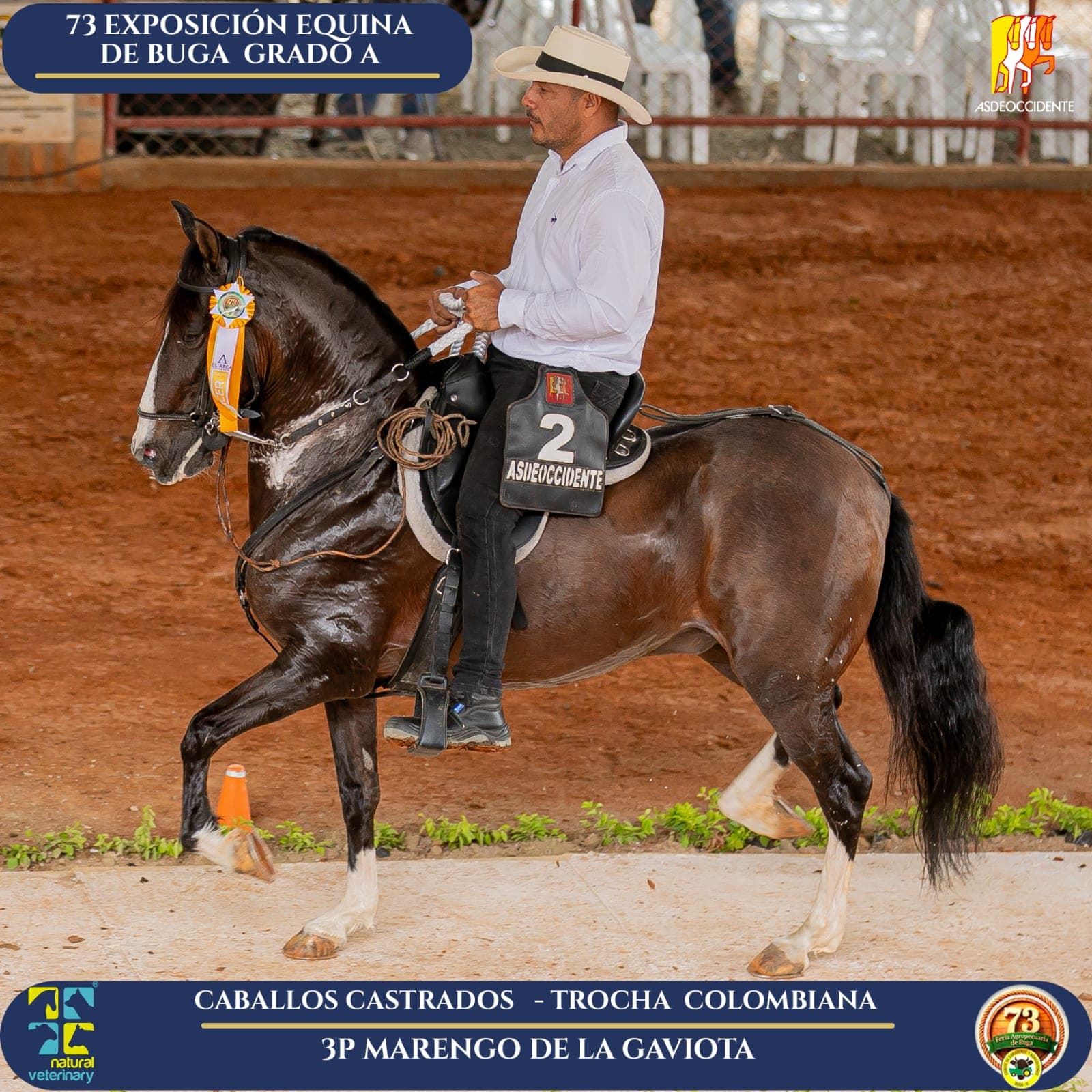 Foto de Marengo de la Gaviota, Castrado, Criollo Colombiano, Trocha Pura Colombiana (P3)