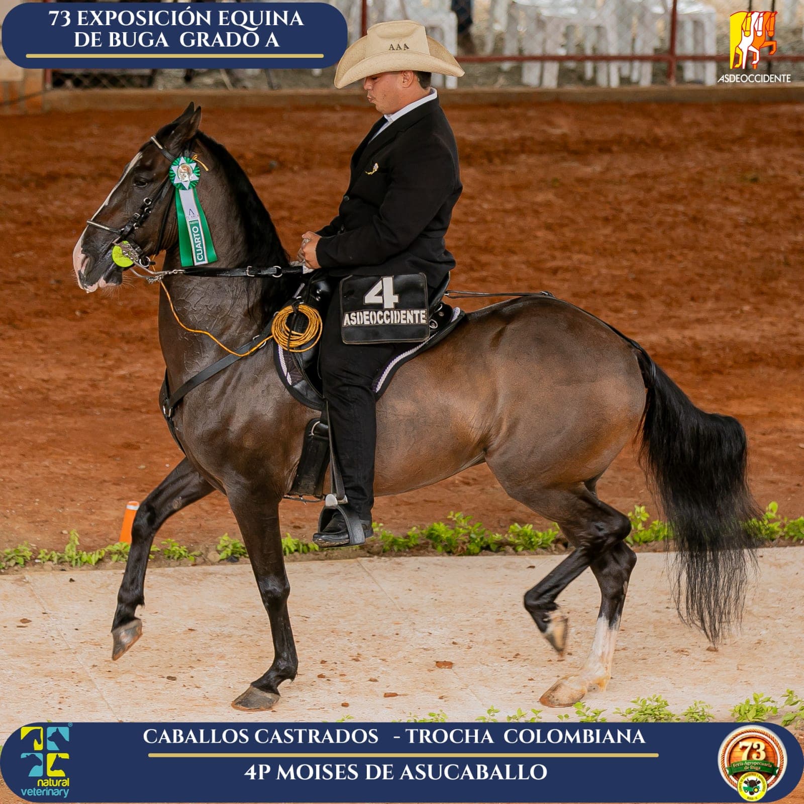 Foto de Moises de Asucaballo, Castrado, Criollo Colombiano, Trocha Pura Colombiana (P3)
