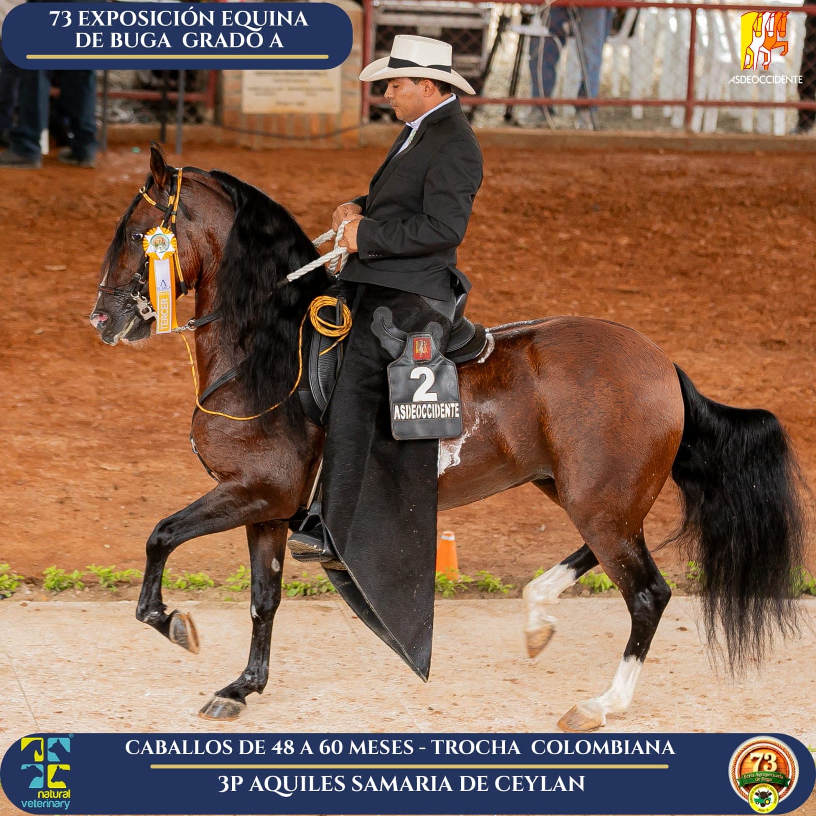 Foto de Aquiles Samaria de Ceylan, Semental, Criollo Colombiano, Trocha Pura Colombiana (P3)