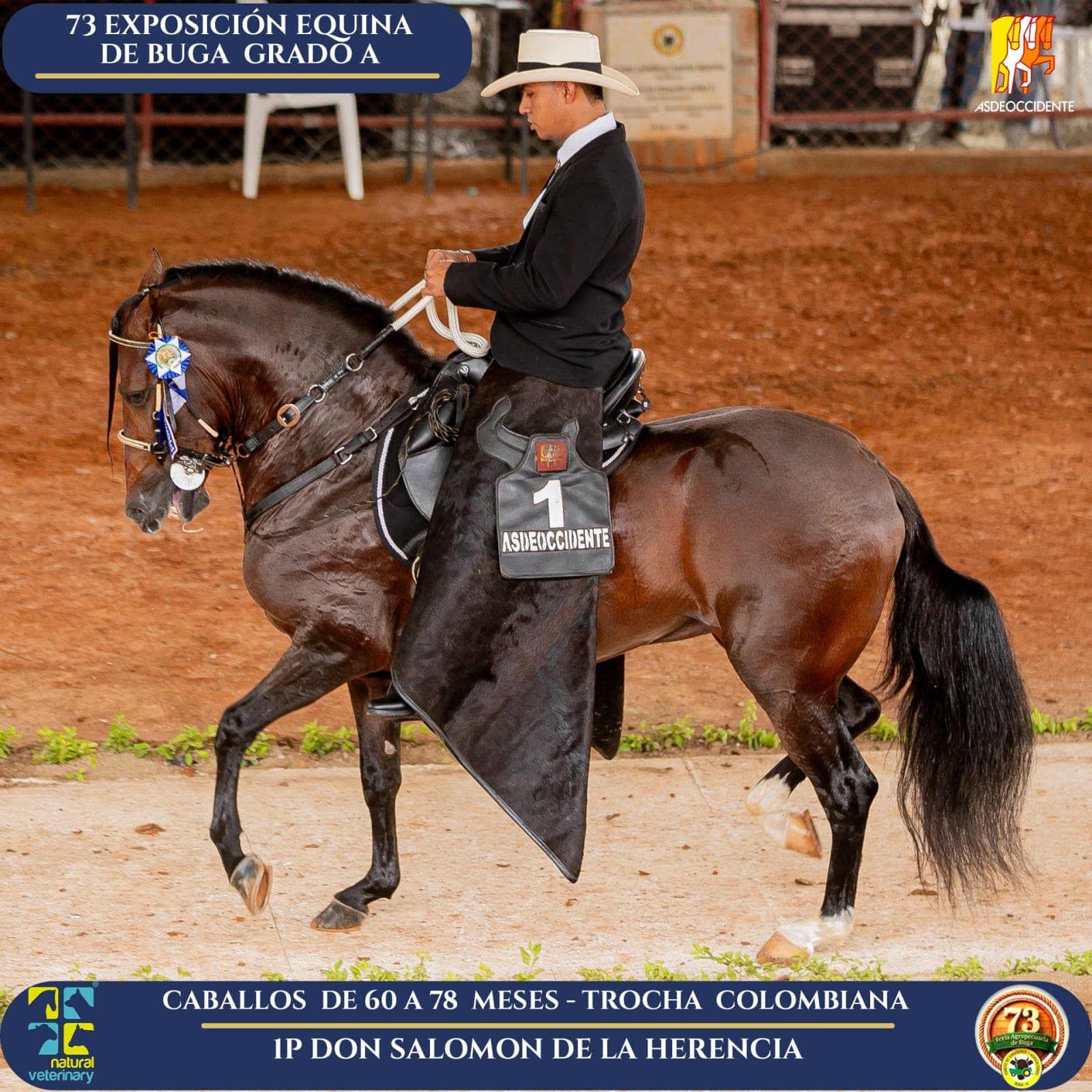 Foto de Don Salomon de la Herencia, Semental, Criollo Colombiano, Trocha Pura Colombiana (P3)