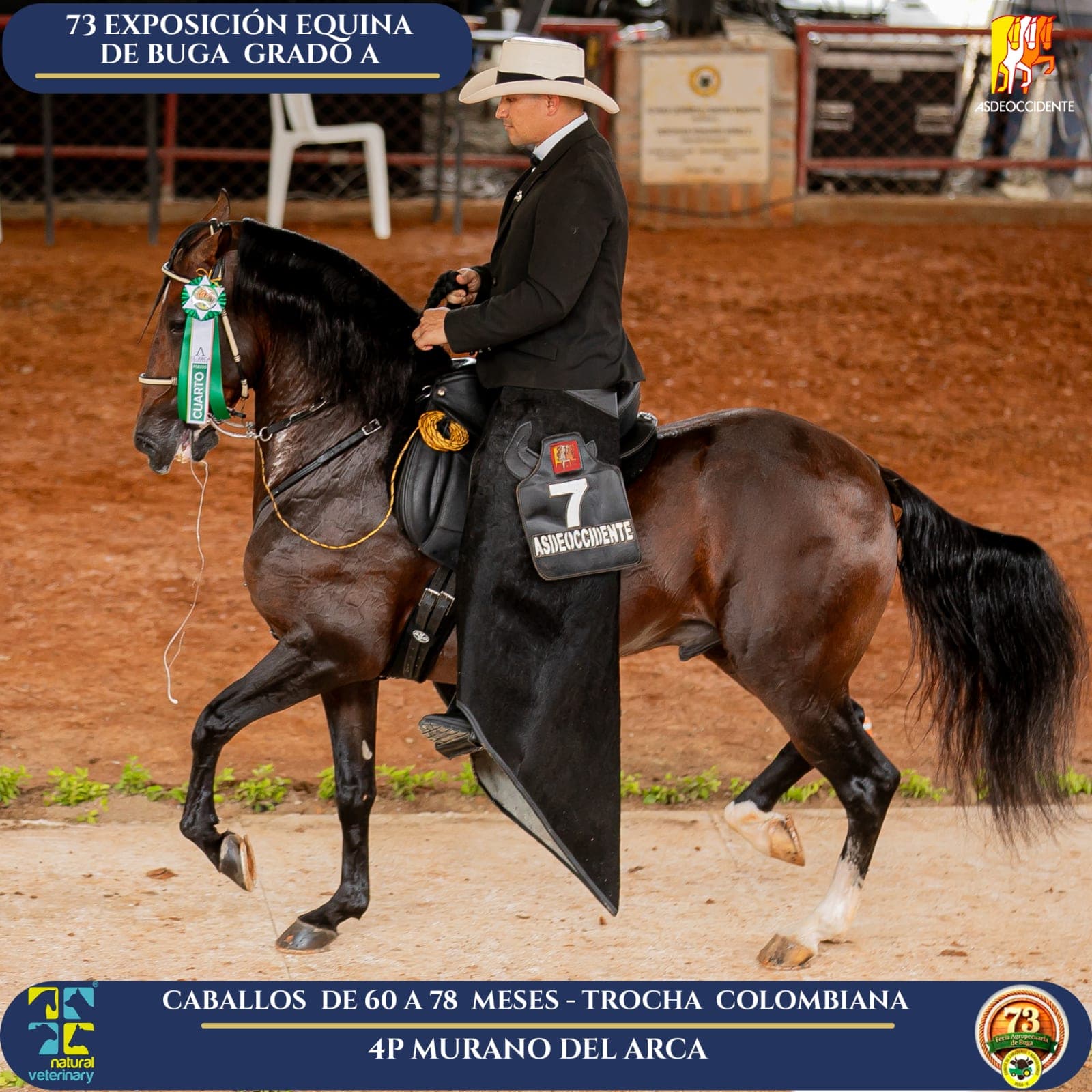 Foto de Murano del Arca, Semental, Criollo Colombiano, Trocha Pura Colombiana (P3)