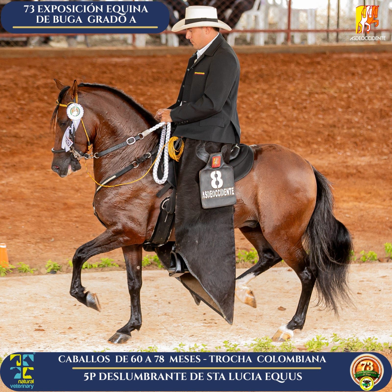 Foto de Deslumbrante de Sta Lucia Equus, Semental, Criollo Colombiano, Trocha Pura Colombiana (P3)