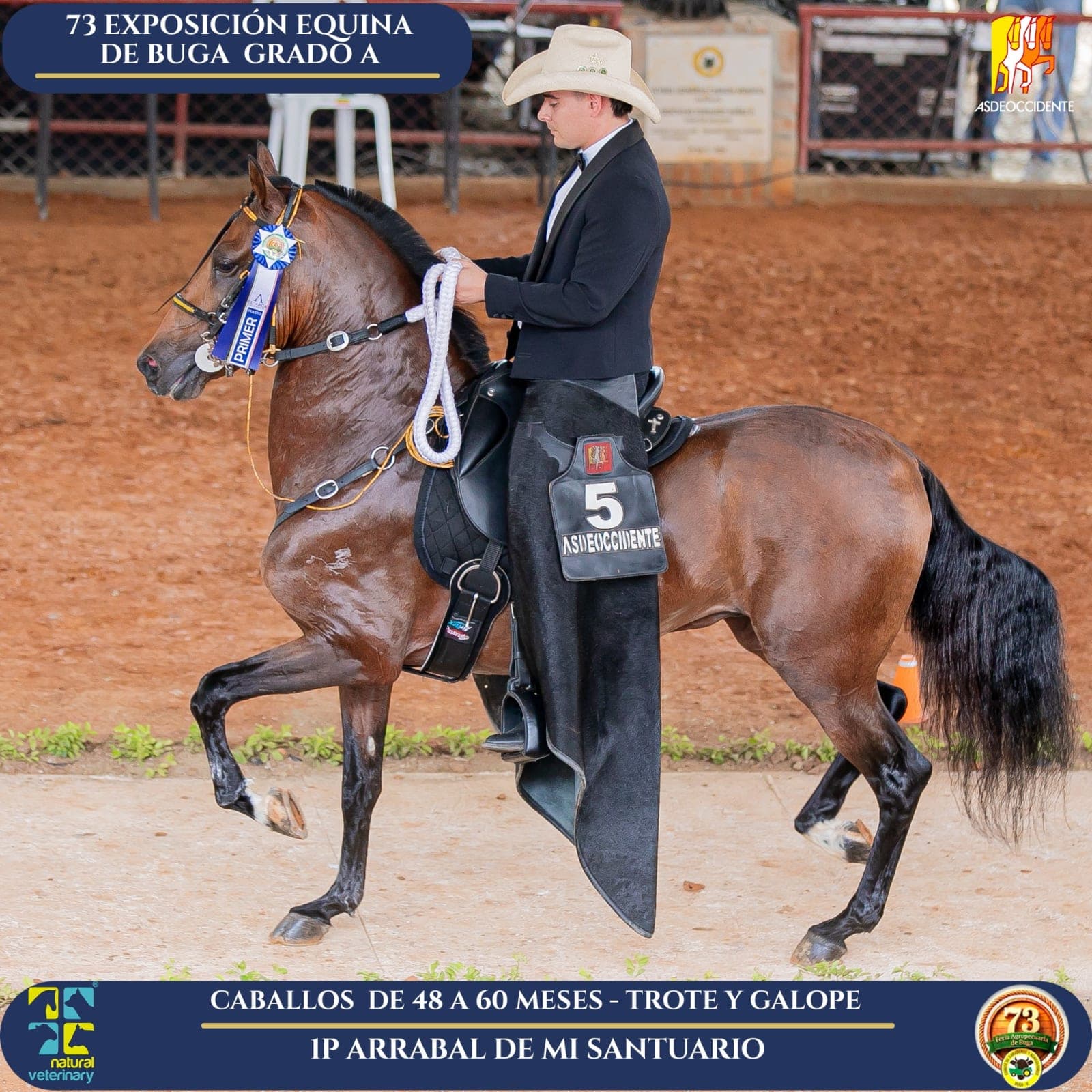 Foto de Arrabal de Mi Santuario, Semental, Criollo Colombiano, Trote y Galope (P1)