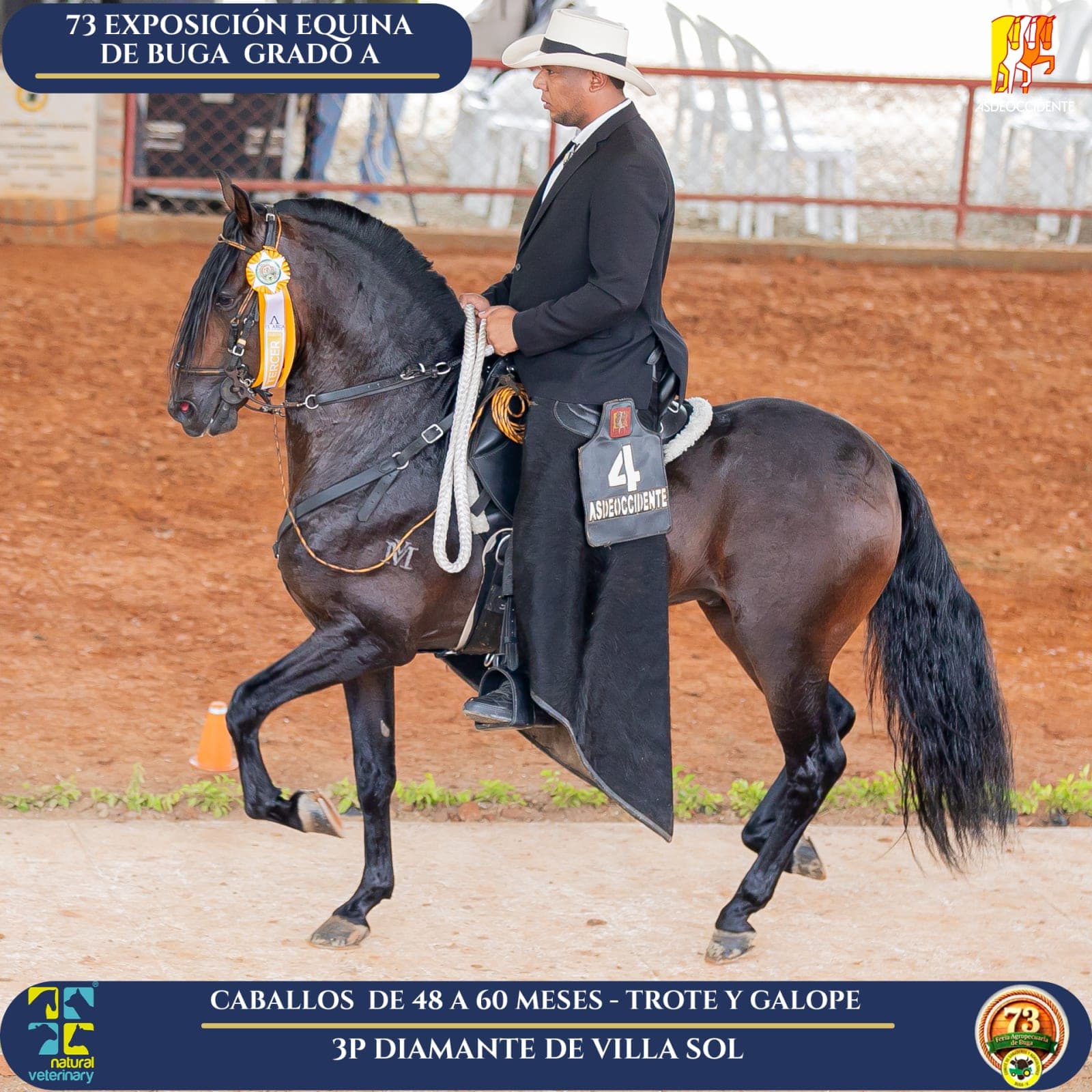 Foto de Diamante de Villa Sol, Semental, Criollo Colombiano, Trote y Galope (P1)
