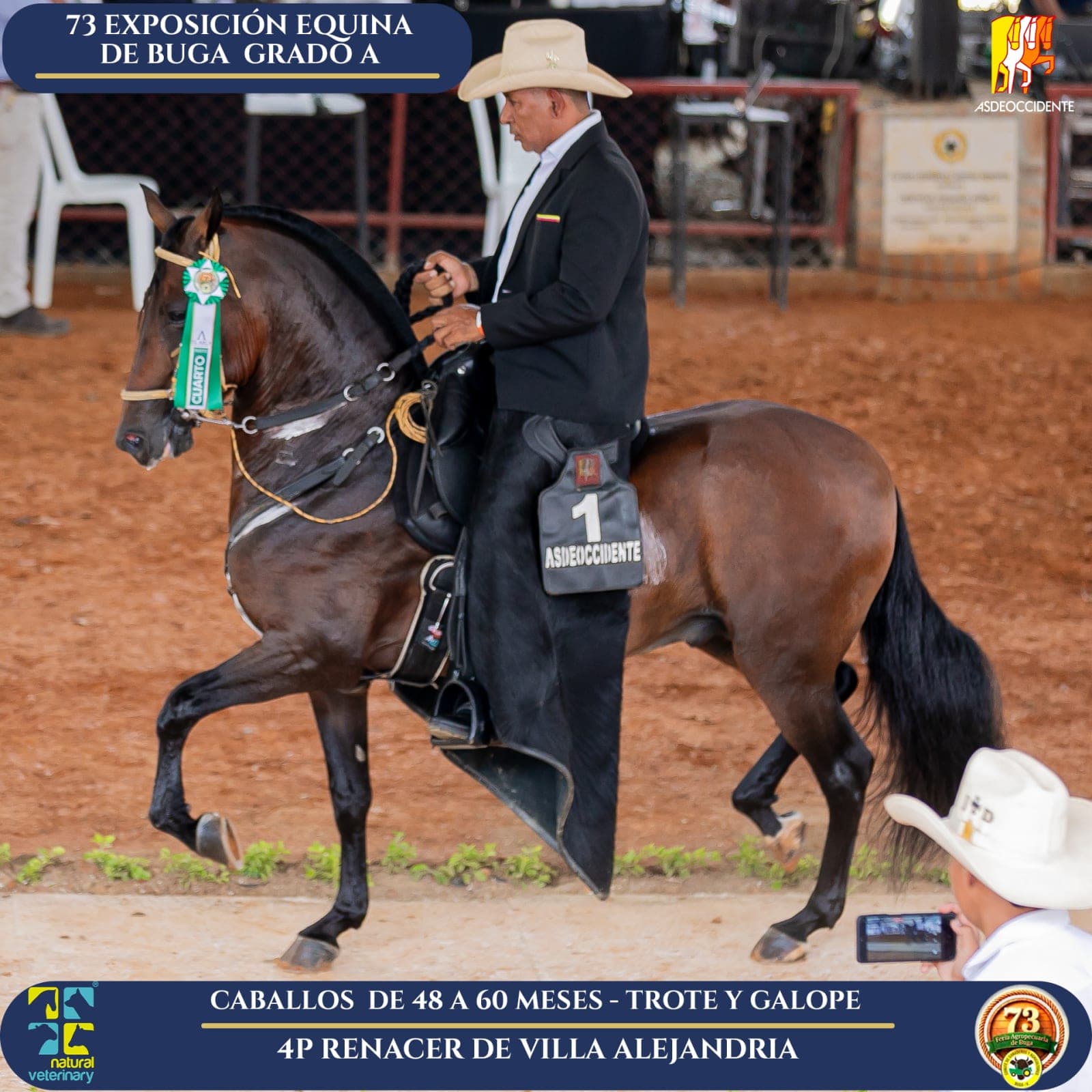 Foto de Renacer de Villa Alejandria, Semental, Criollo Colombiano, Trote y Galope (P1)