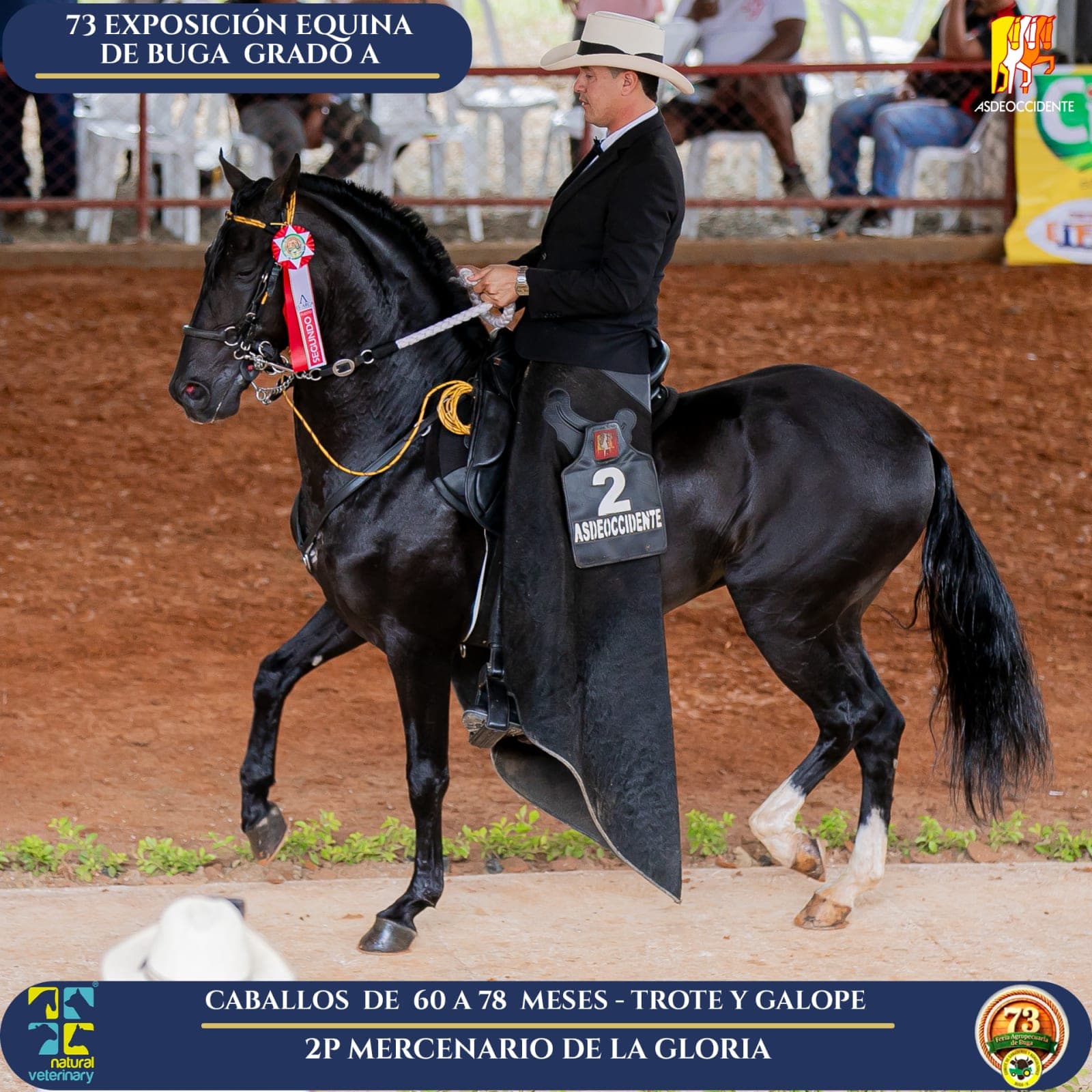 Foto de Mercenario de la Gloria, Semental, Criollo Colombiano, Trote y Galope (P1)