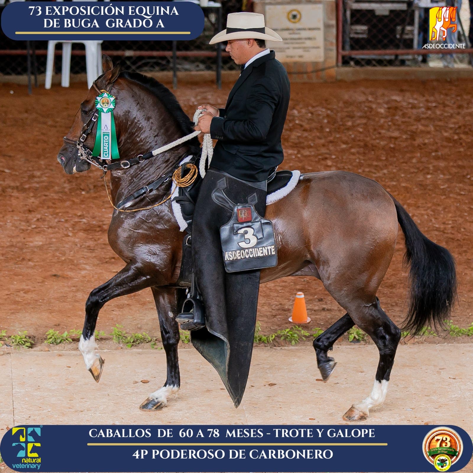 Foto de Poderoso de Carbonero, Semental, Criollo Colombiano, Trote y Galope (P1)