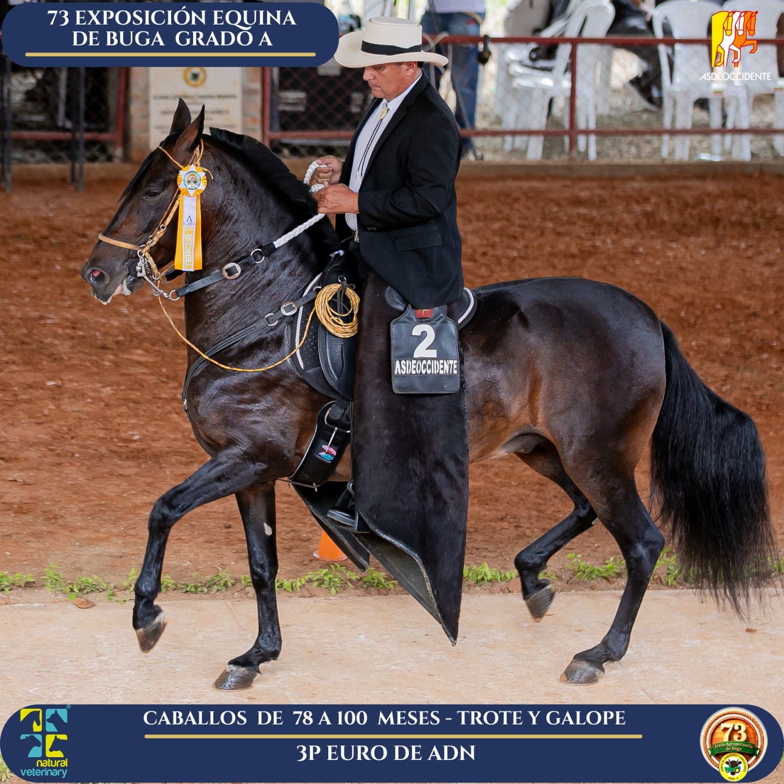 Foto de Euro de Adn, Semental, Criollo Colombiano, Trote y Galope (P1)