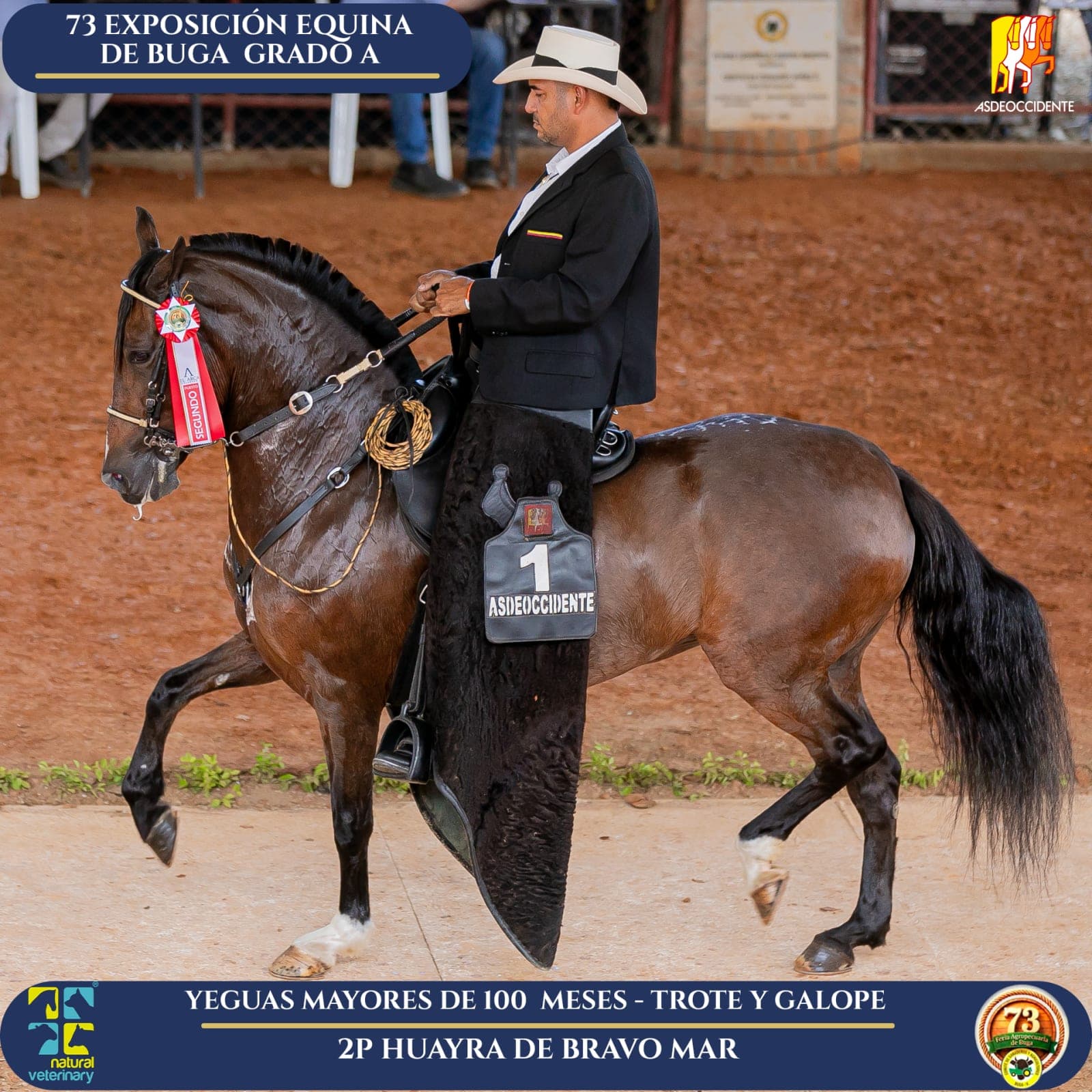 Foto de Huayra de Bravo Mar, Yegua, Criollo Colombiano, Trote y Galope (P1)