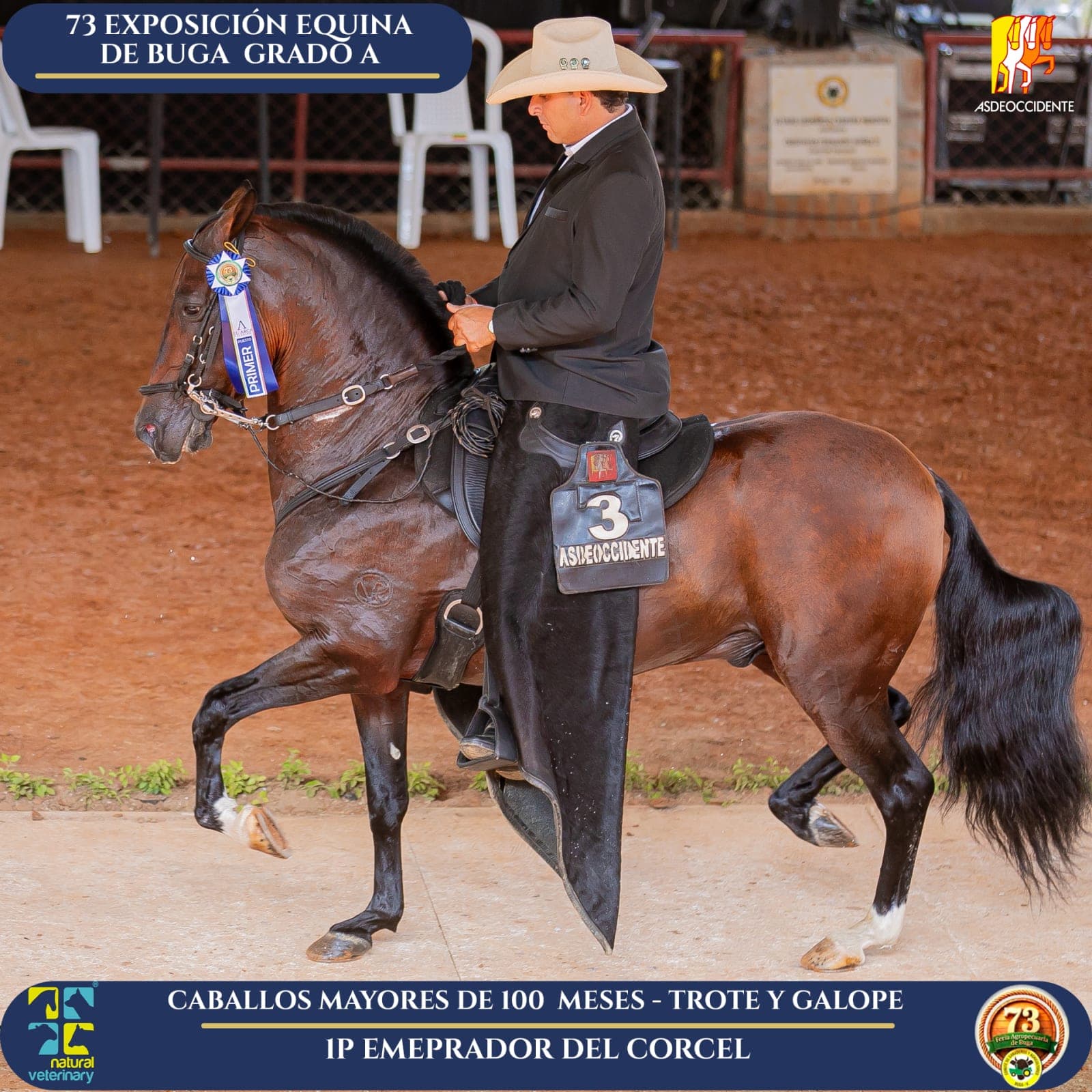 Foto de Emperador del Corcel, Semental, Criollo Colombiano, Trote y Galope (P1)