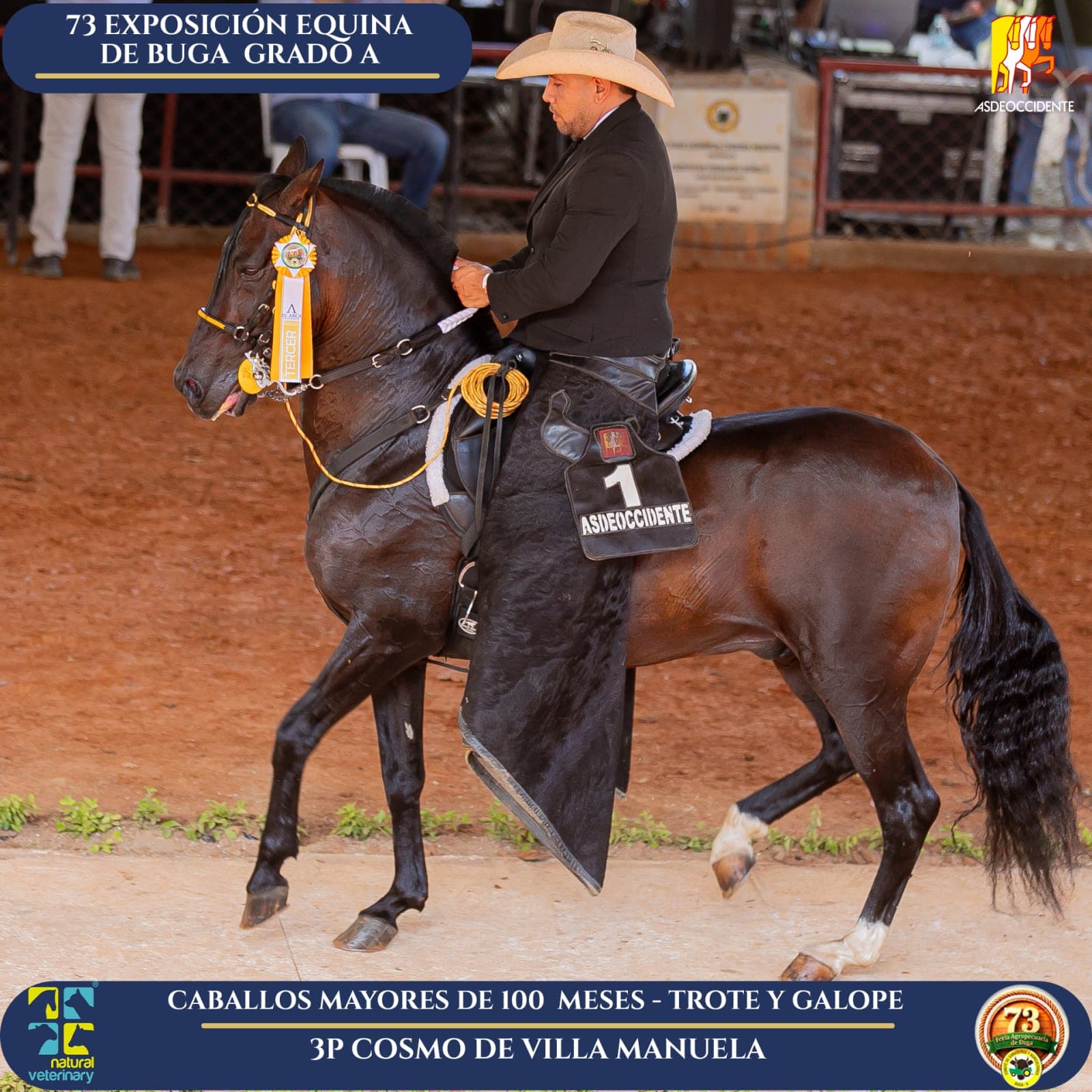 Foto de Cosmo de Villa Manuela, Semental, Criollo Colombiano, Trote y Galope (P1)