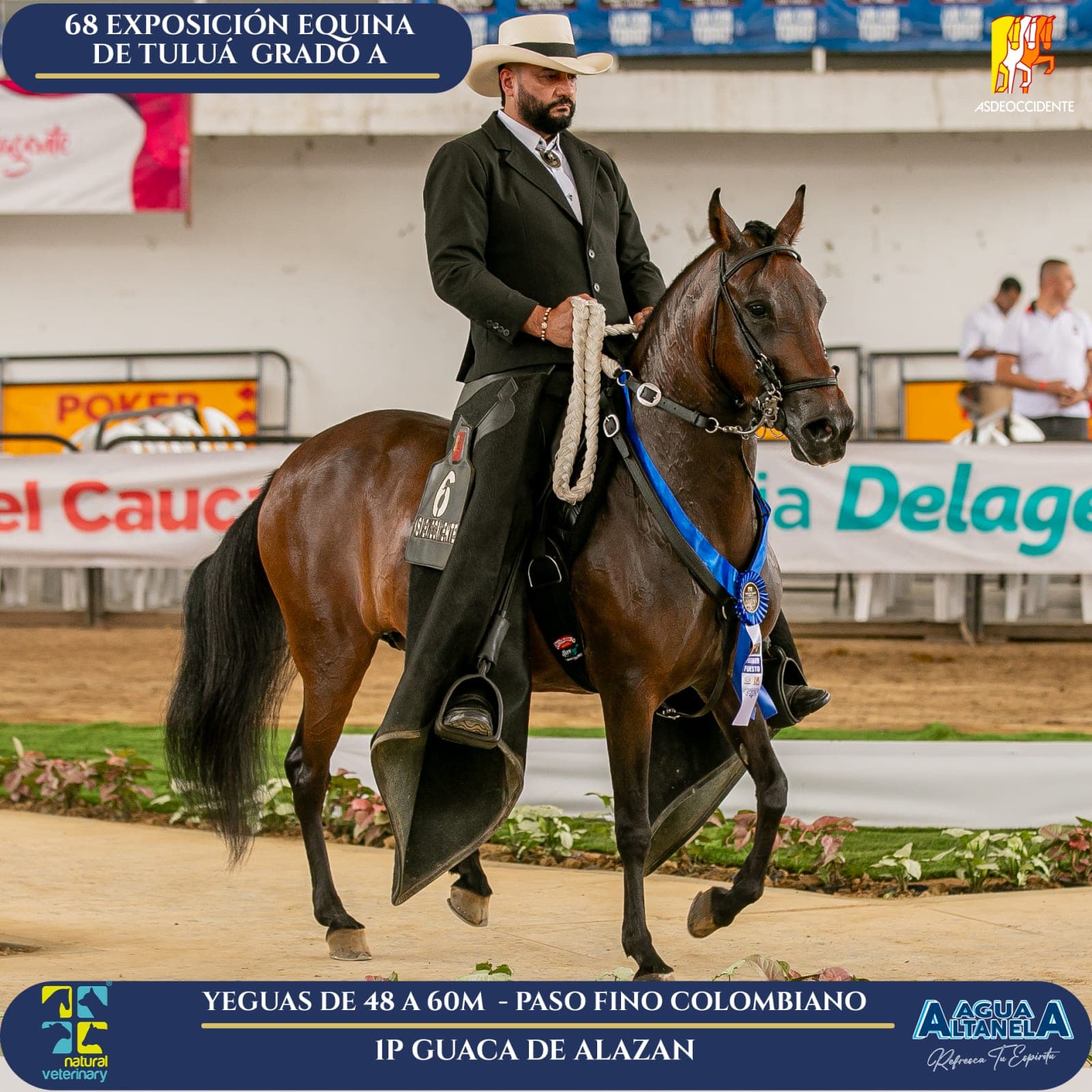 Foto de Guaca de Alazan, Yegua, Criollo Colombiano, Paso Fino Colombiano (P4)