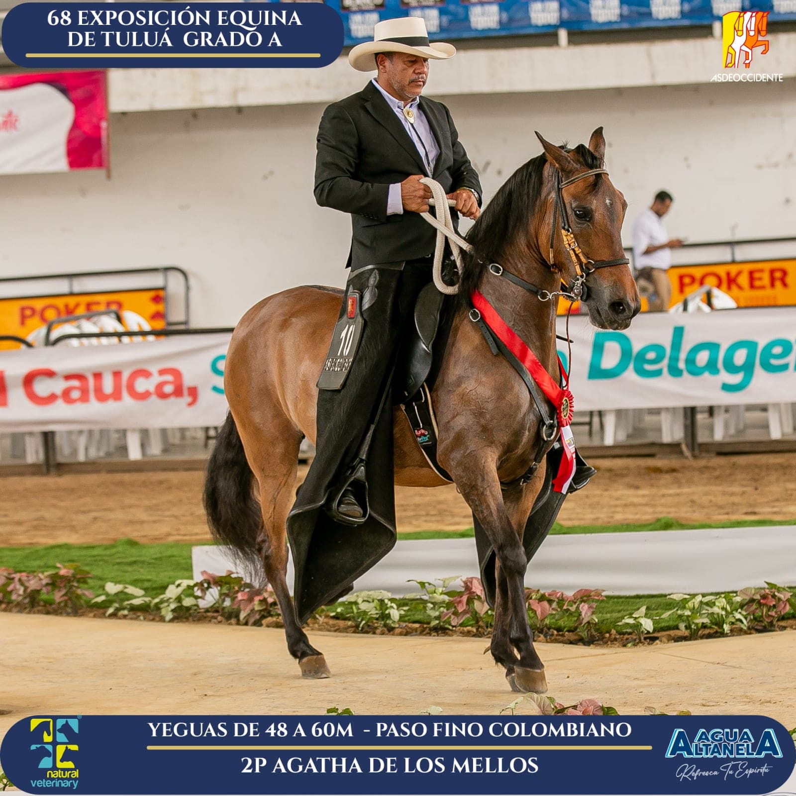 Foto de Agatha de los Mellos, Yegua, Criollo Colombiano, Paso Fino Colombiano (P4)