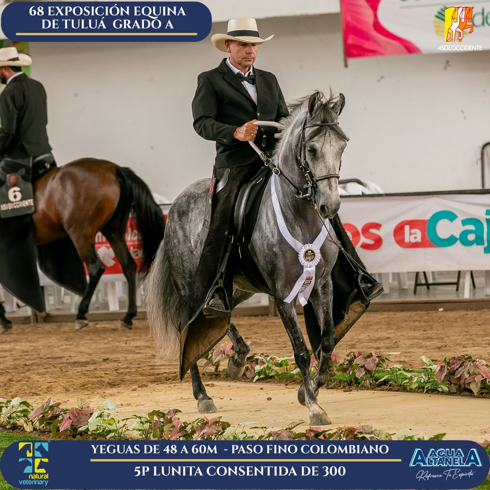 Foto de Lunita Consentida de 300, Yegua, Criollo Colombiano, Paso Fino Colombiano (P4)