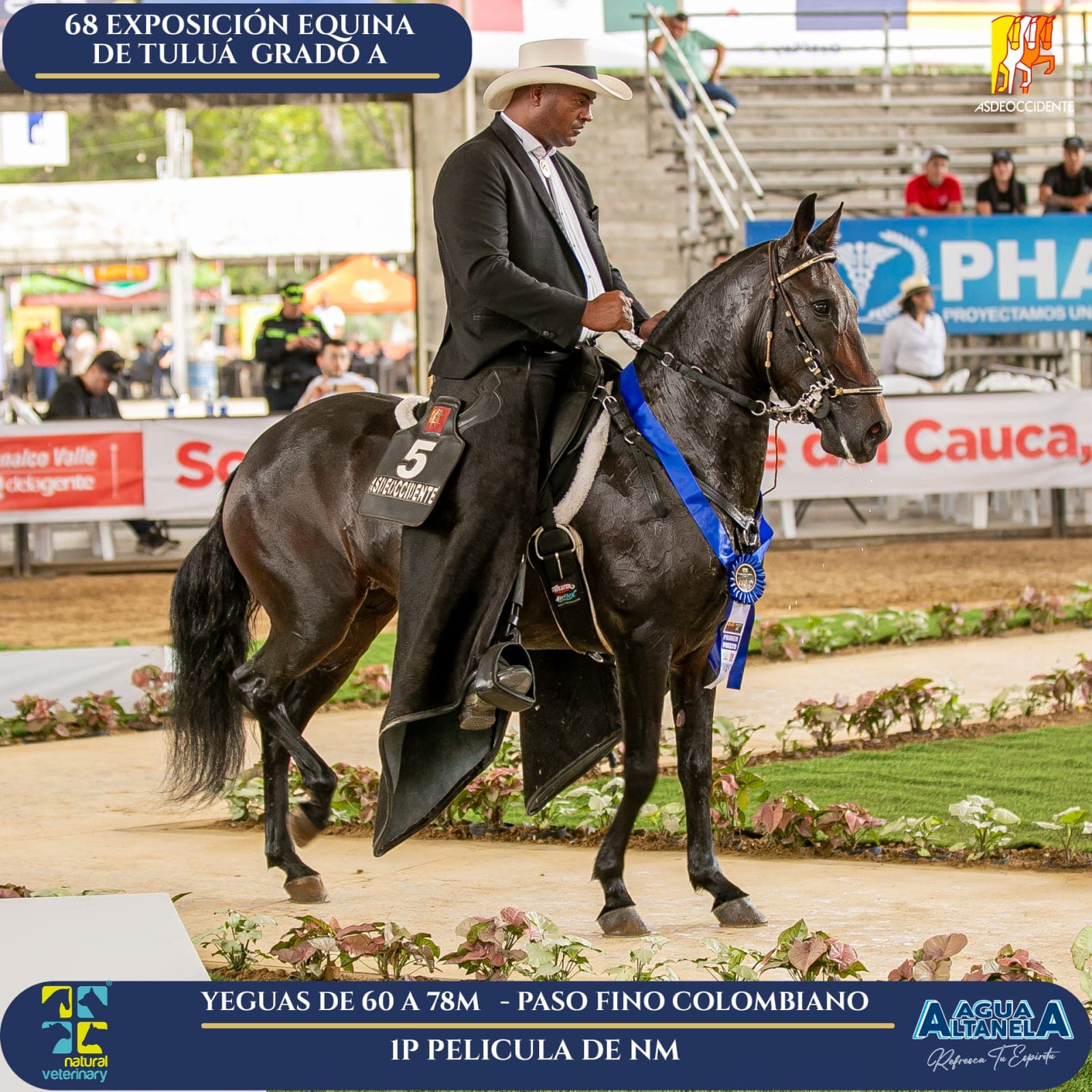 Foto de Pelicula de Nm, Yegua, Criollo Colombiano, Paso Fino Colombiano (P4)