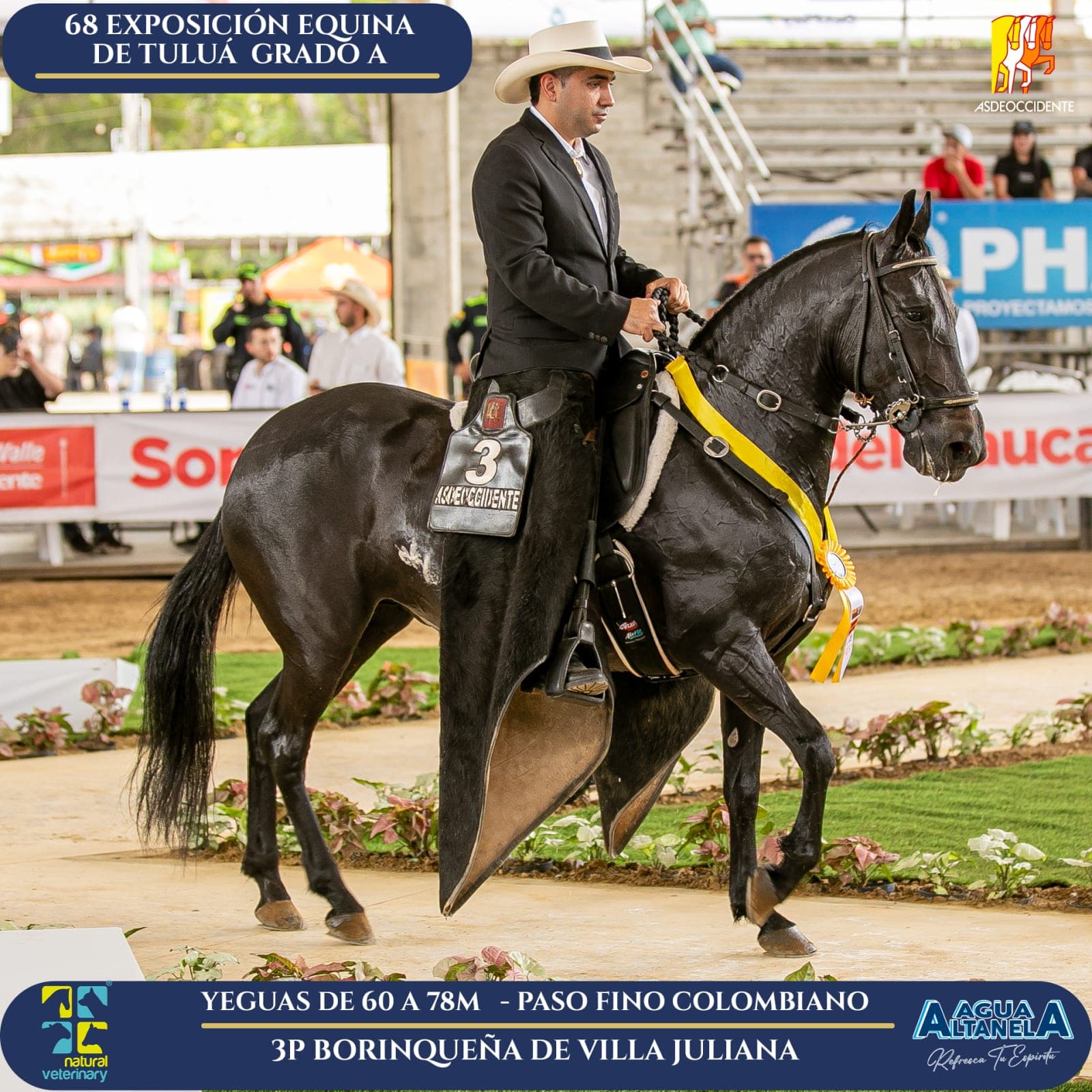 Foto de Borinqueña de Villa Juliana, Yegua, Criollo Colombiano, Paso Fino Colombiano (P4)