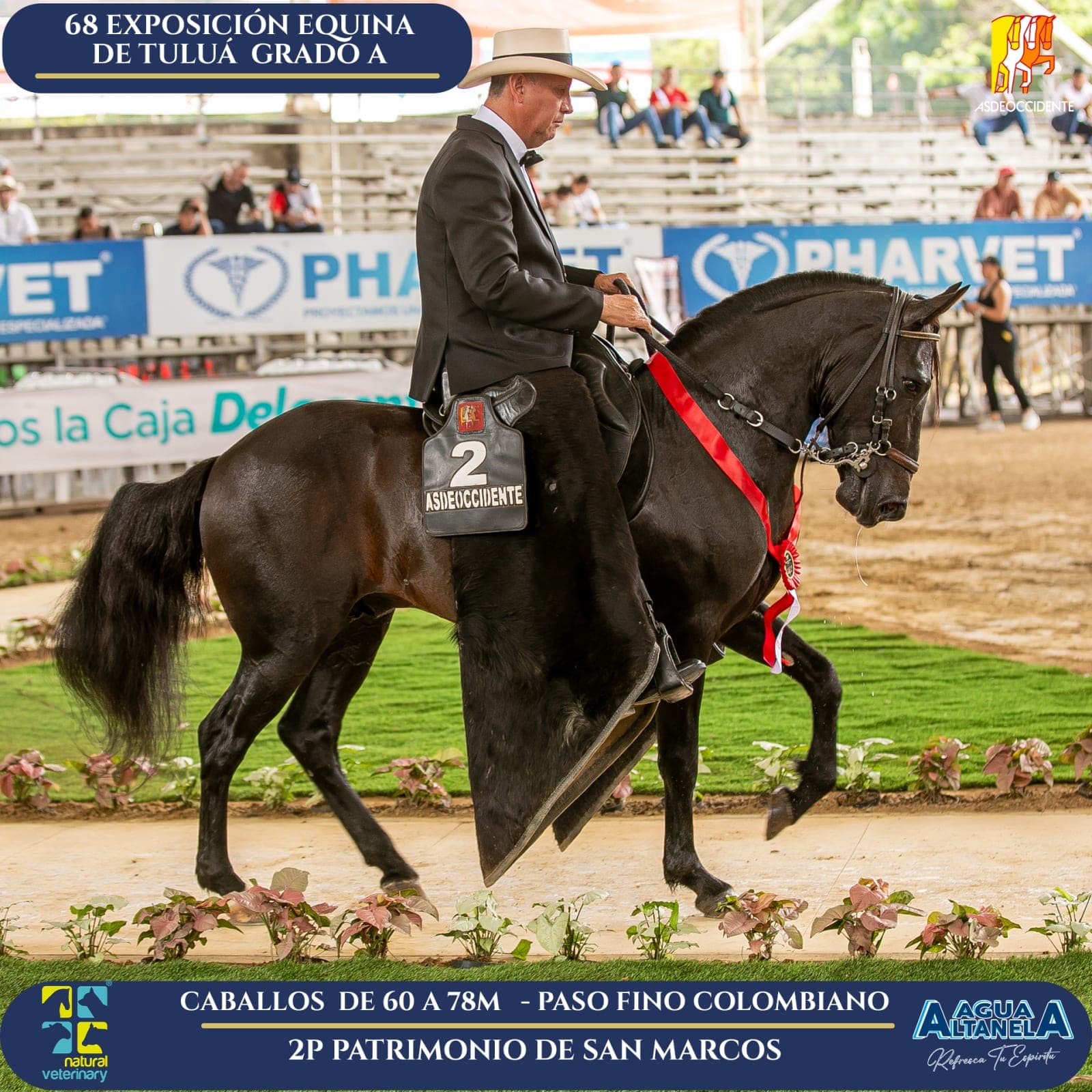 Foto de Patrimonio de San Marcos, Semental, Criollo Colombiano, Paso Fino Colombiano (P4)