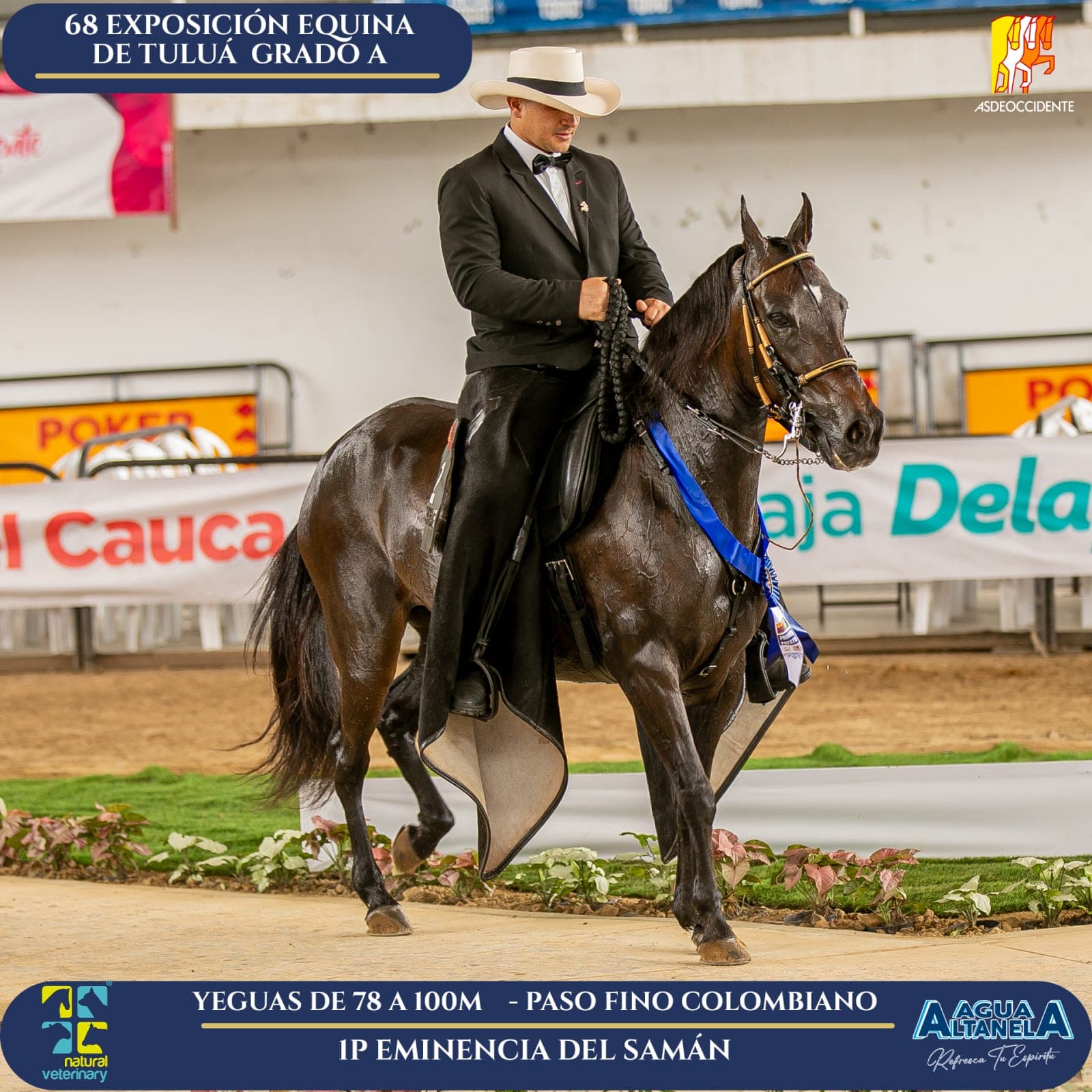 Foto de Eminencia del Samán, Yegua, Criollo Colombiano, Paso Fino Colombiano (P4)