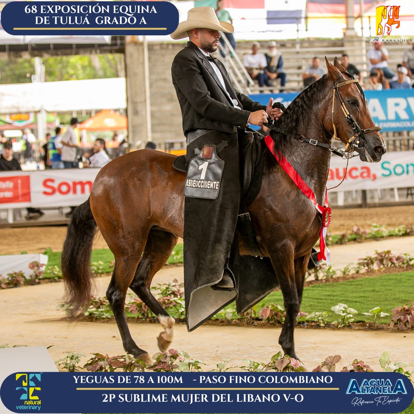 Foto de Sublime Mujer del Libano V-o, Yegua, Criollo Colombiano, Paso Fino Colombiano (P4)