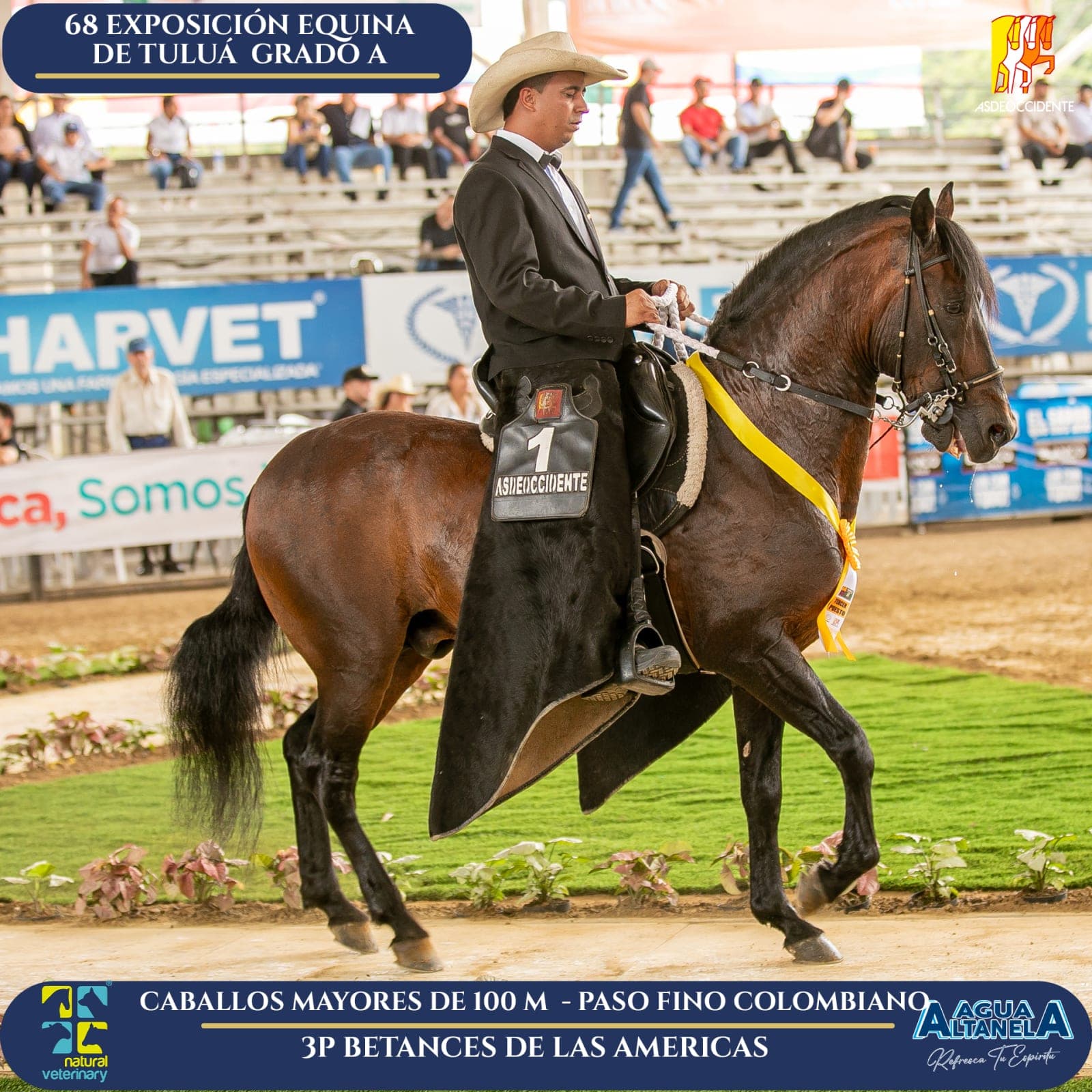 Foto de Betances de las Americas, Semental, Criollo Colombiano, Paso Fino Colombiano (P4)