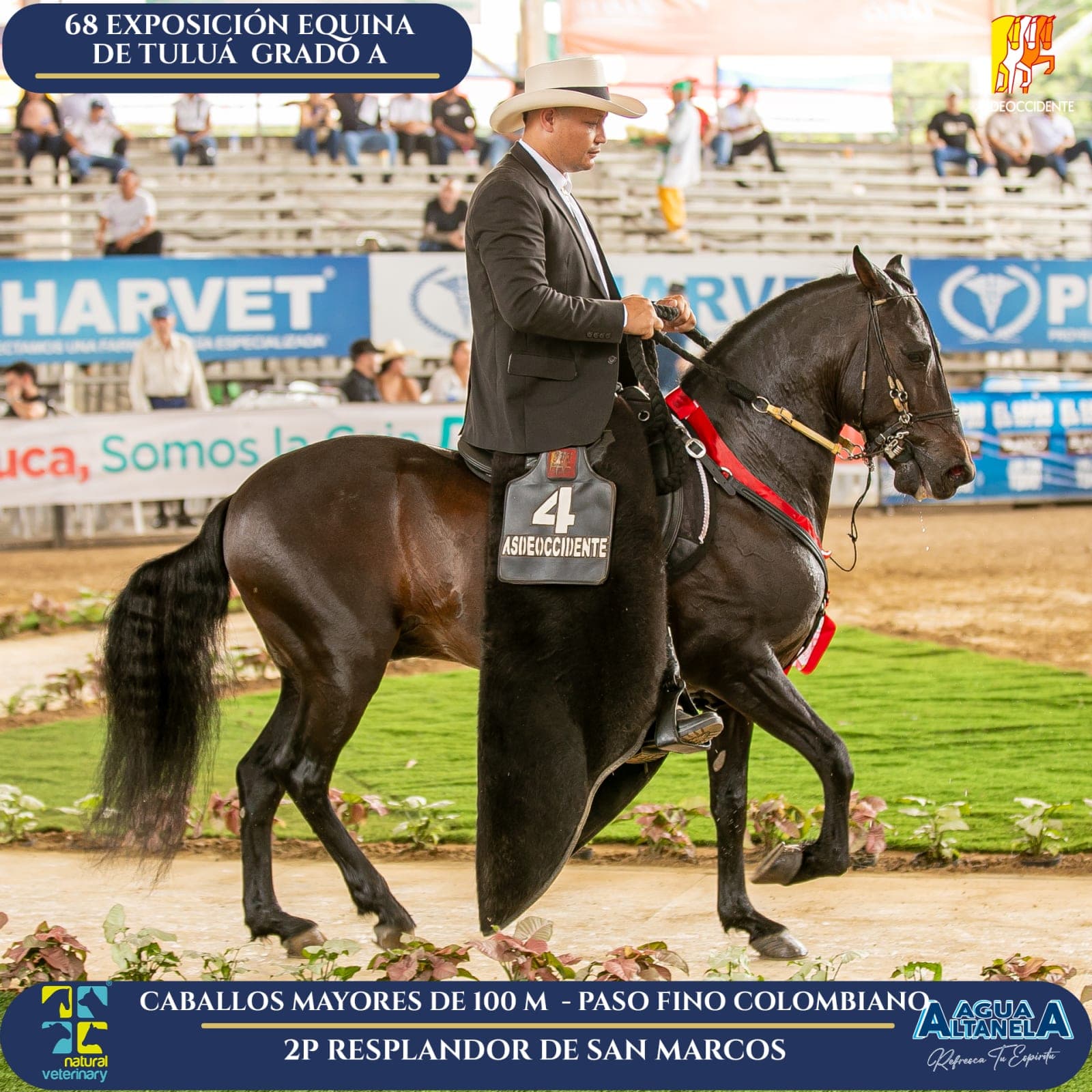 Foto de Resplandor de San Marcos, Semental, Criollo Colombiano, Paso Fino Colombiano (P4)