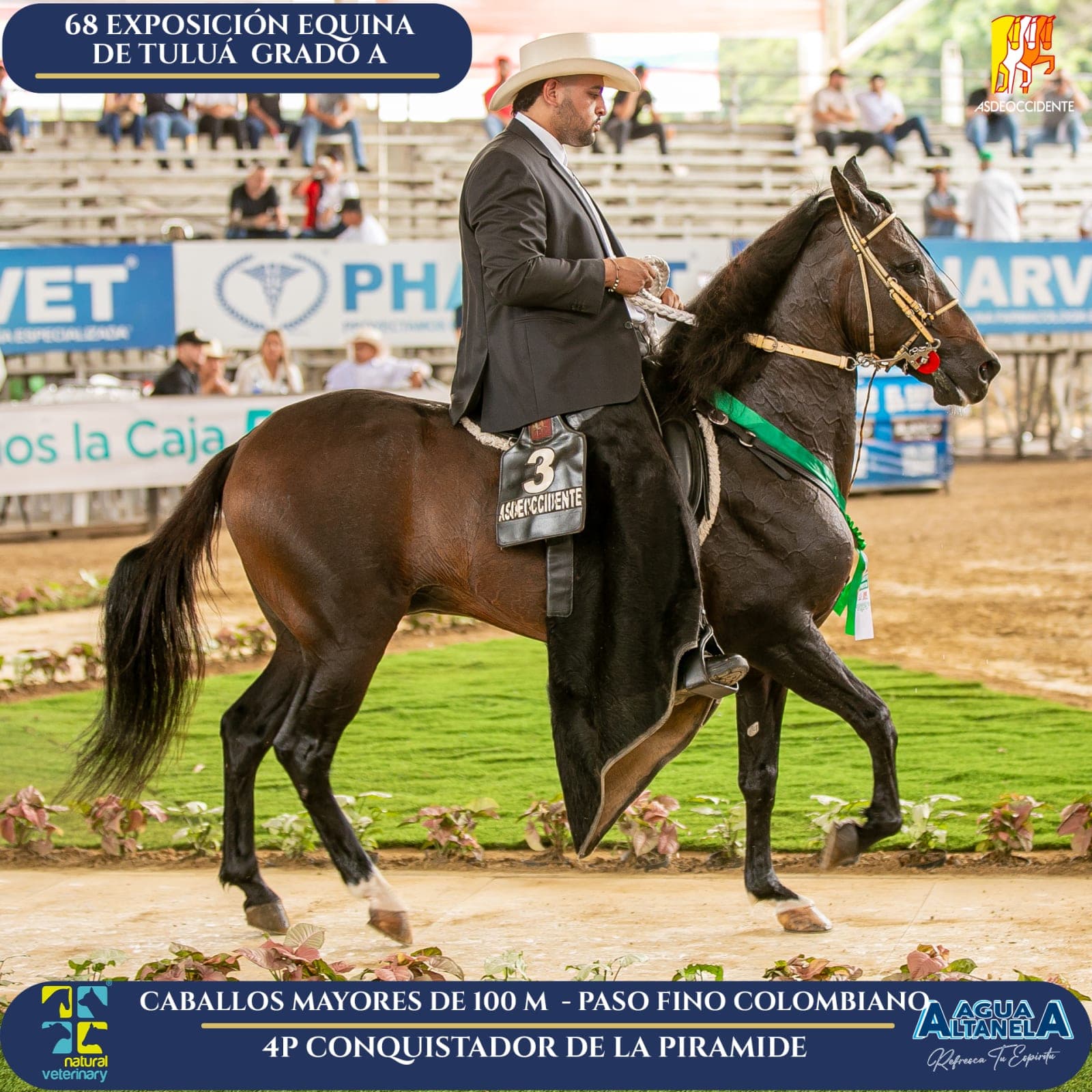 Foto de Conquistador de la Piramide, Semental, Criollo Colombiano, Paso Fino Colombiano (P4)