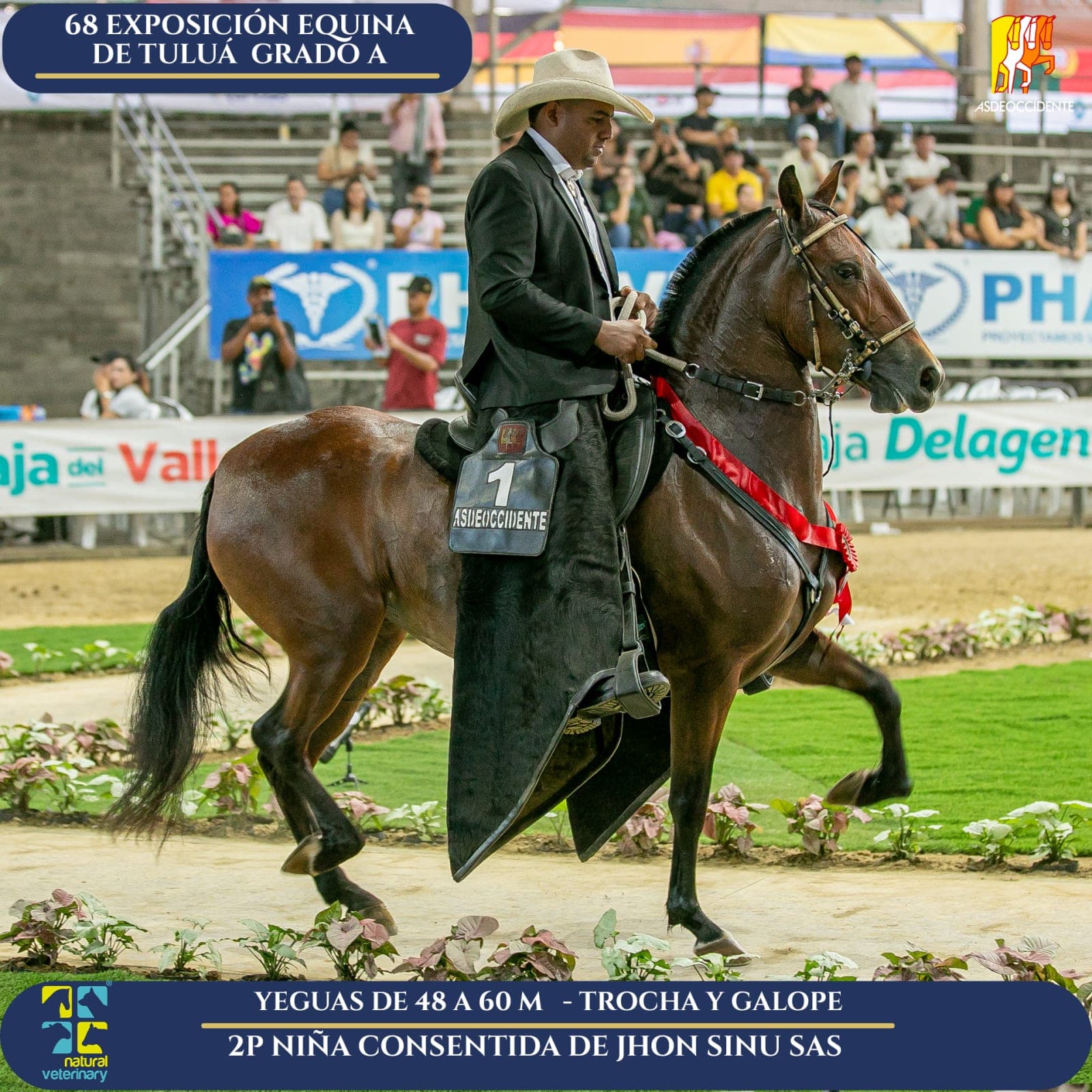 Foto de Niña Consentida de Jhon Sinu SAS, Yegua, Criollo Colombiano, Trocha y Galope (P2)