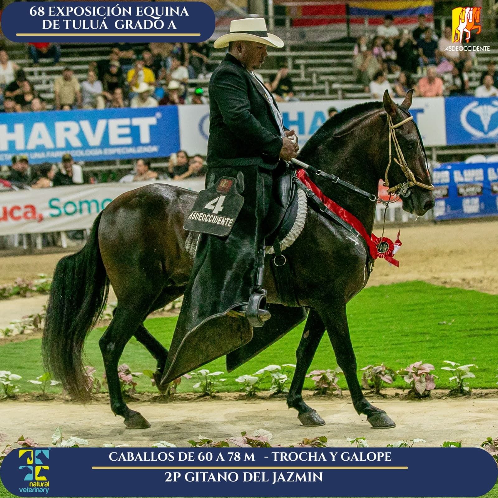 Foto de Gitano del Jazmin, Semental, Criollo Colombiano, Trocha y Galope (P2)