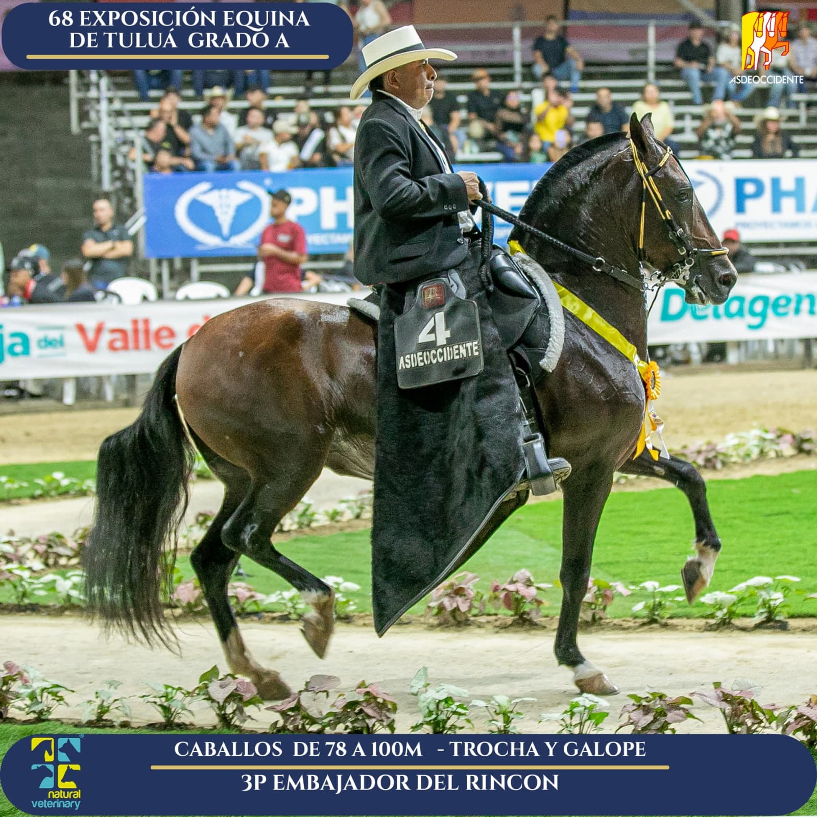 Foto de Embajador del Rincon, Semental, Criollo Colombiano, Trocha y Galope (P2)