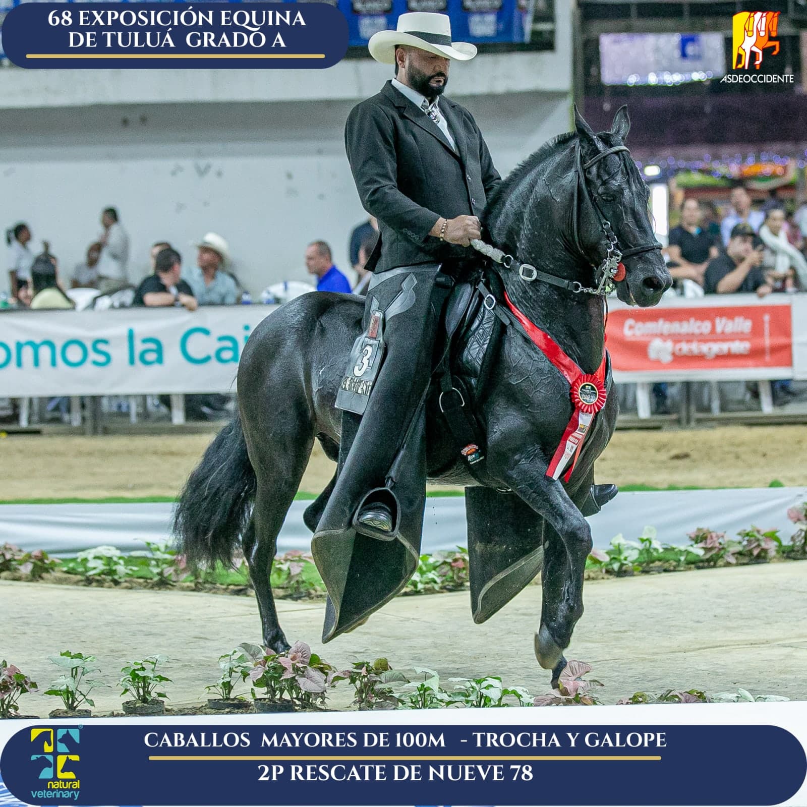 Foto de Rescate de Nueve 78, Semental, Criollo Colombiano, Trocha y Galope (P2)