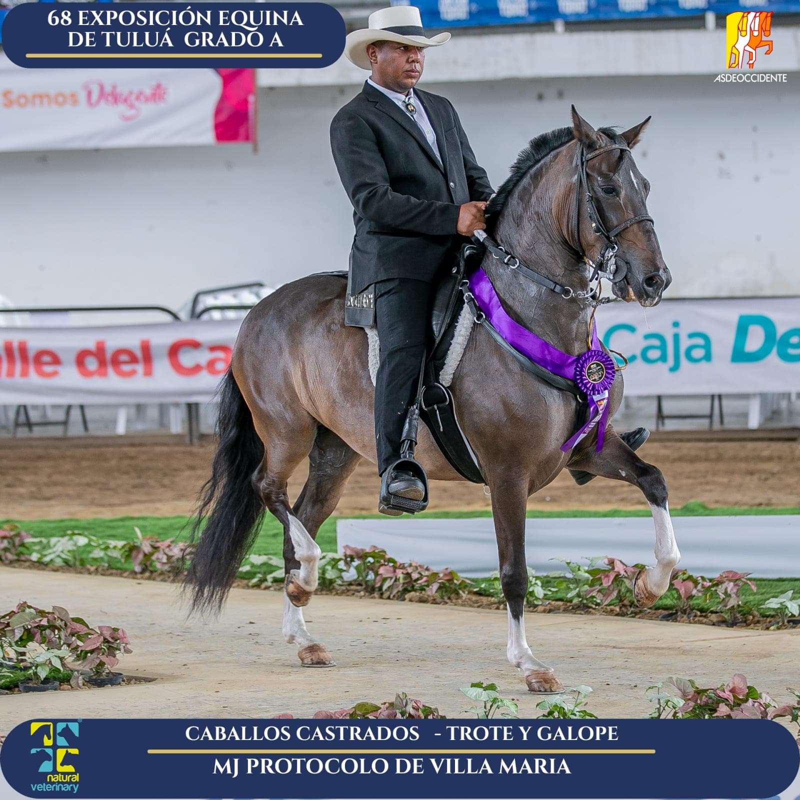 Foto de Protocolo de Villa Maria T.e, Castrado, Criollo Colombiano, Trote y Galope (P1)