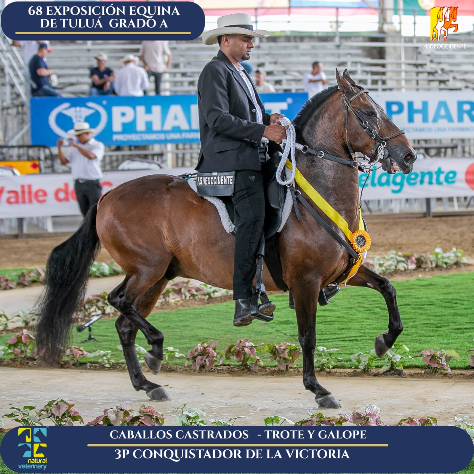 Foto de Conquistador de la Victoria, Castrado, Criollo Colombiano, Trote y Galope (P1)