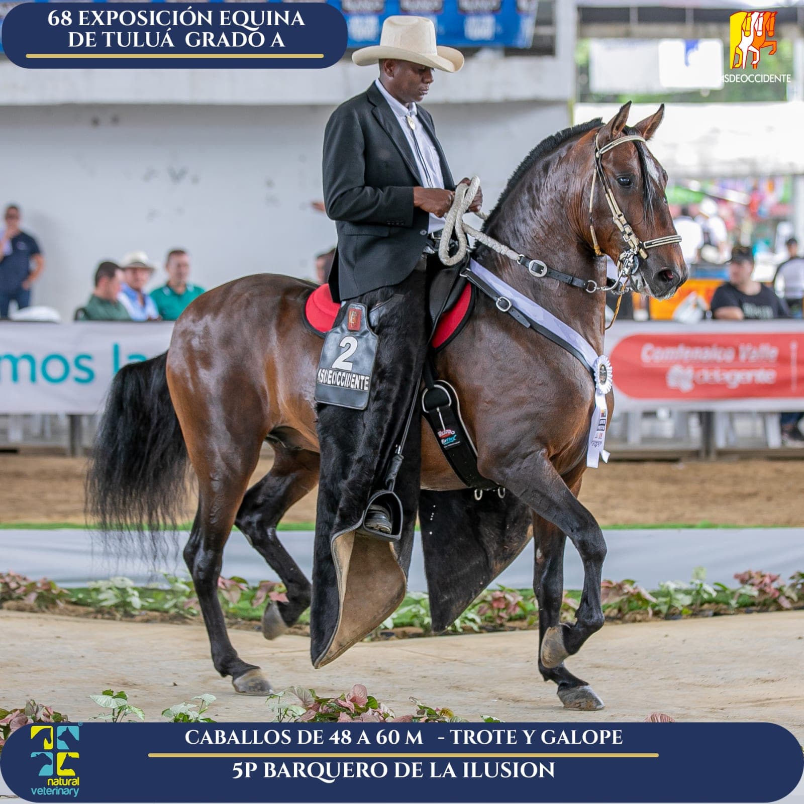 Foto de Barquero de la Ilusion, Semental, Criollo Colombiano, Trote y Galope (P1)