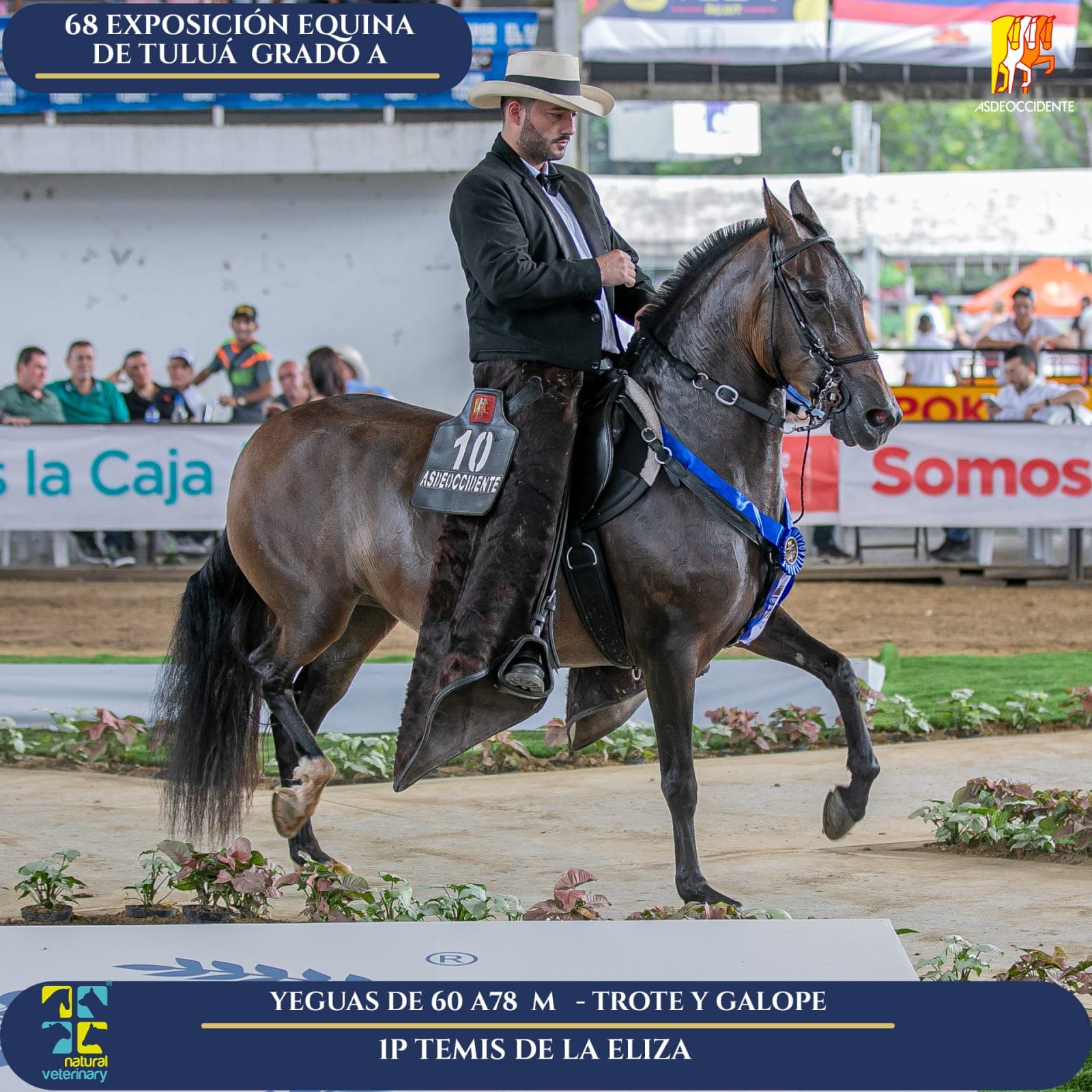 Foto de Temis de la Eliza, Yegua, Criollo Colombiano, Trote y Galope (P1)